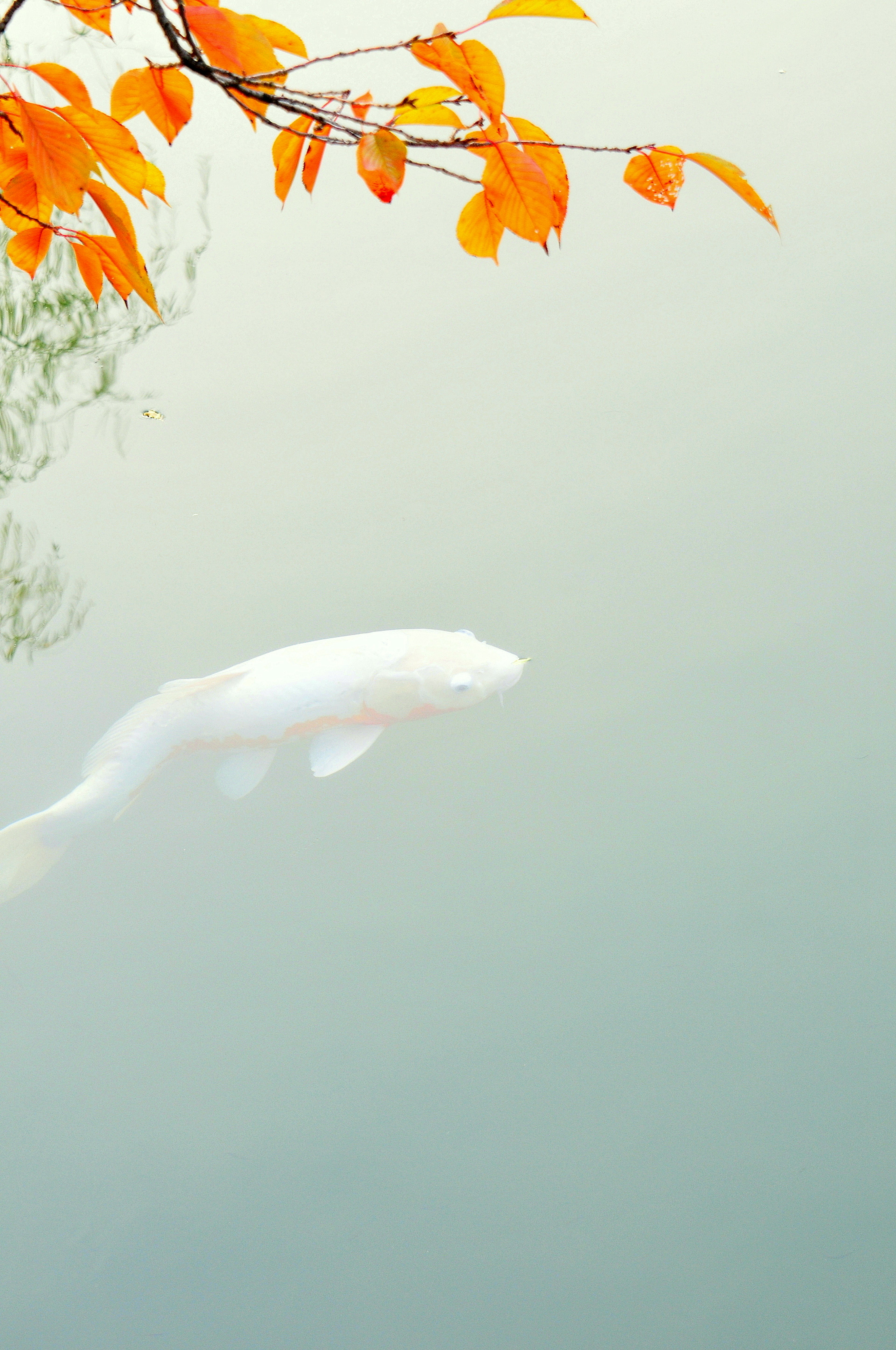 A white koi fish swimming under the surface with orange leaves above