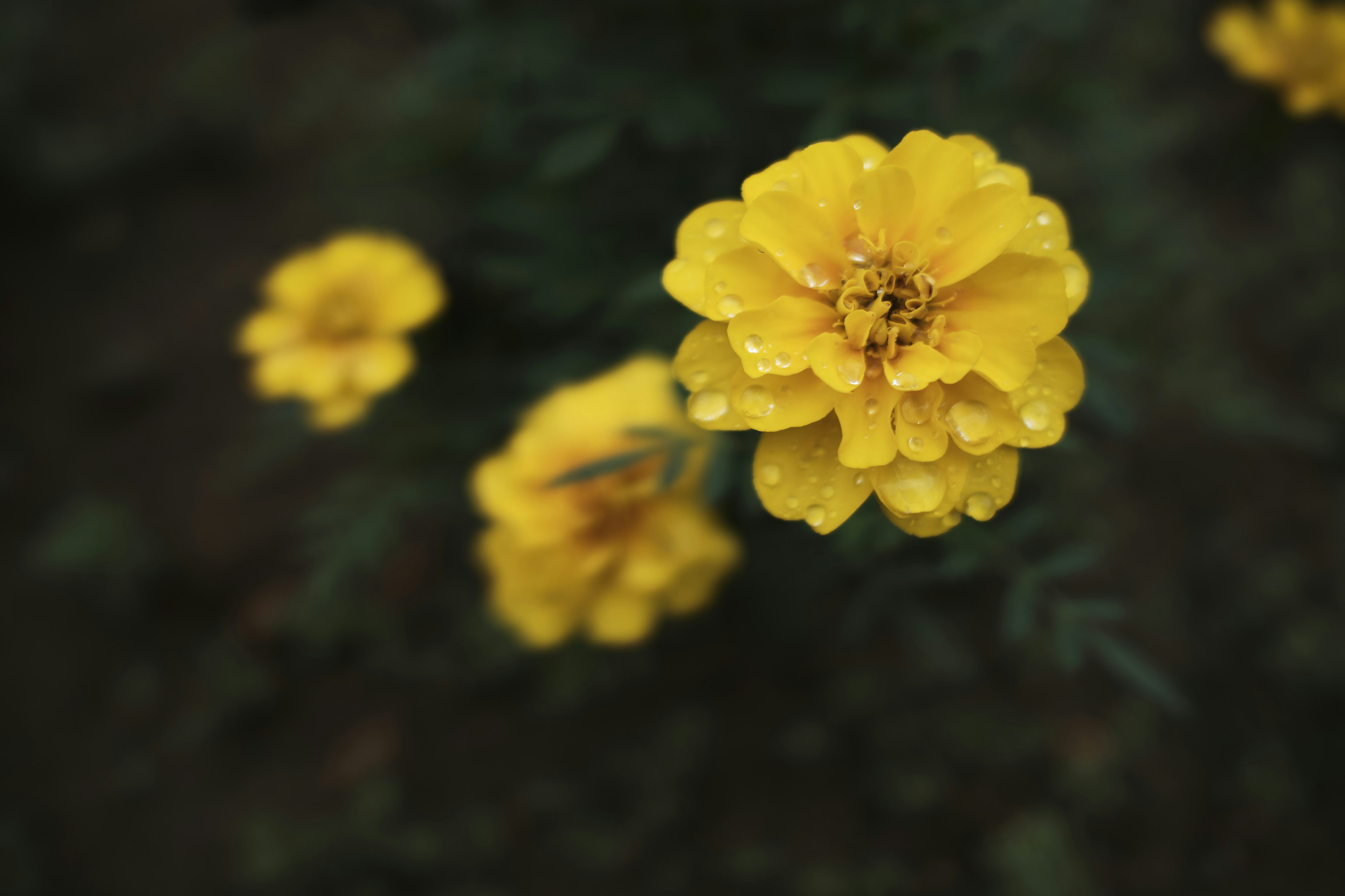 Fiori di tagete gialli con gocce d'acqua