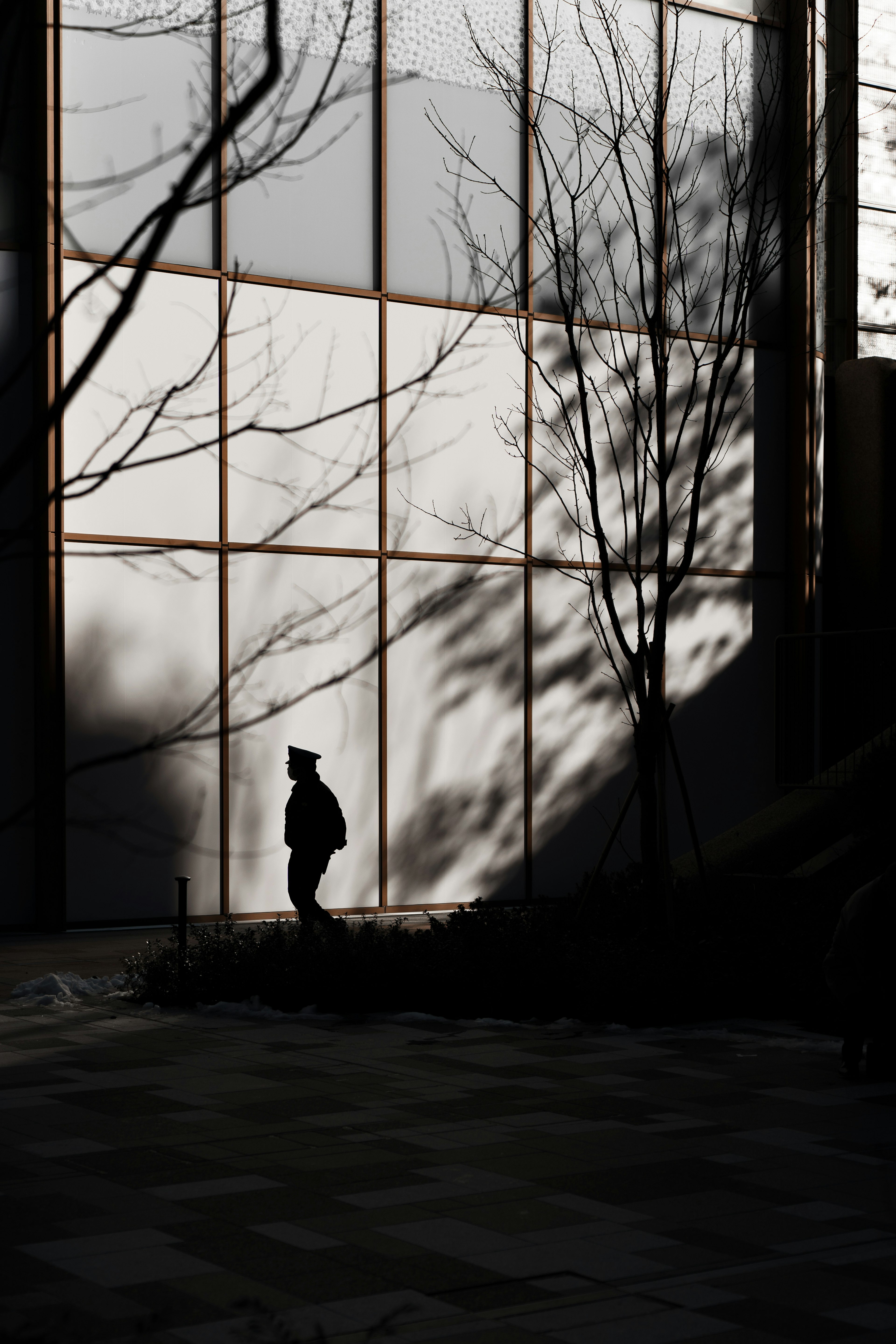 Silhouette of a person standing against a large window with shadows of trees