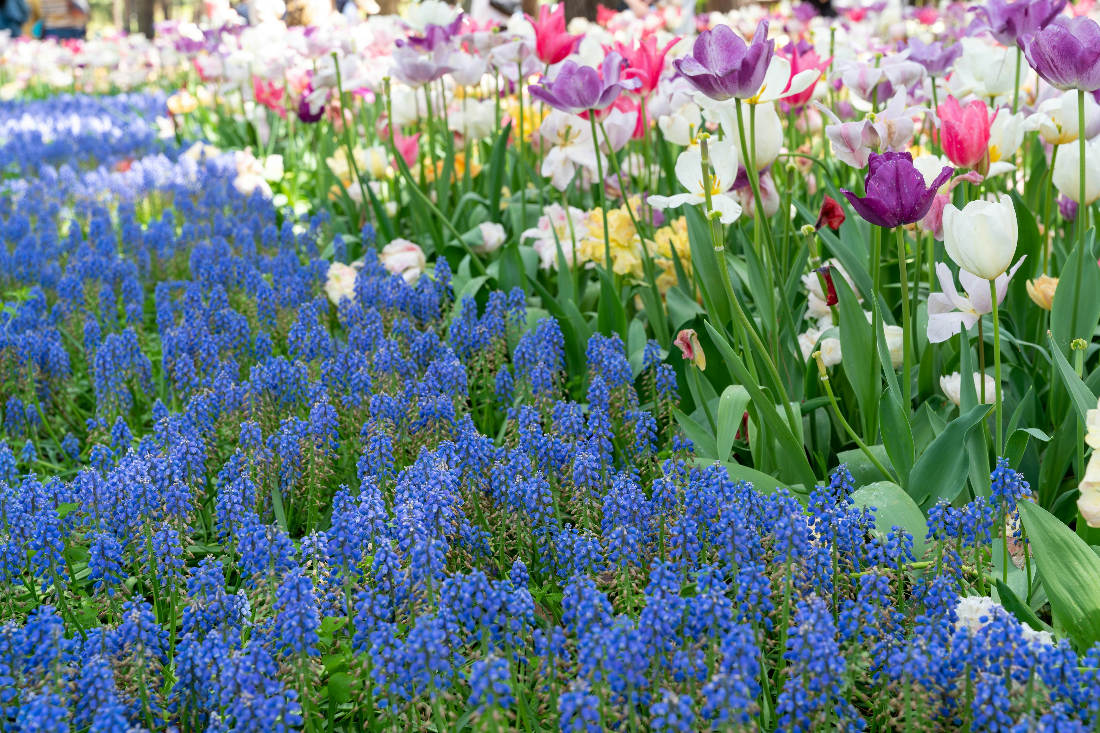 Tulipes colorées et muscaris bleus en fleurs dans un jardin