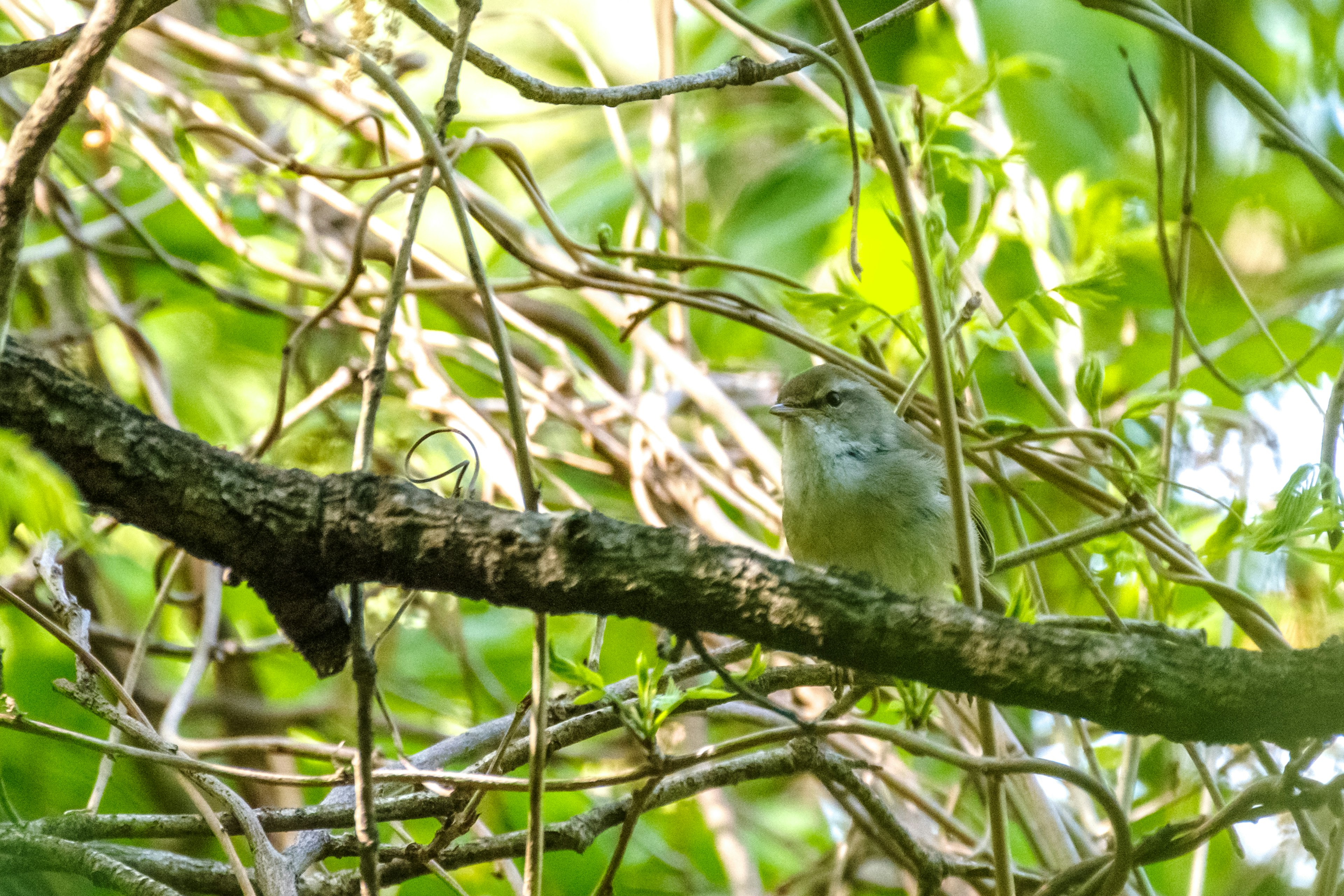 A small bird perched on a branch surrounded by green leaves