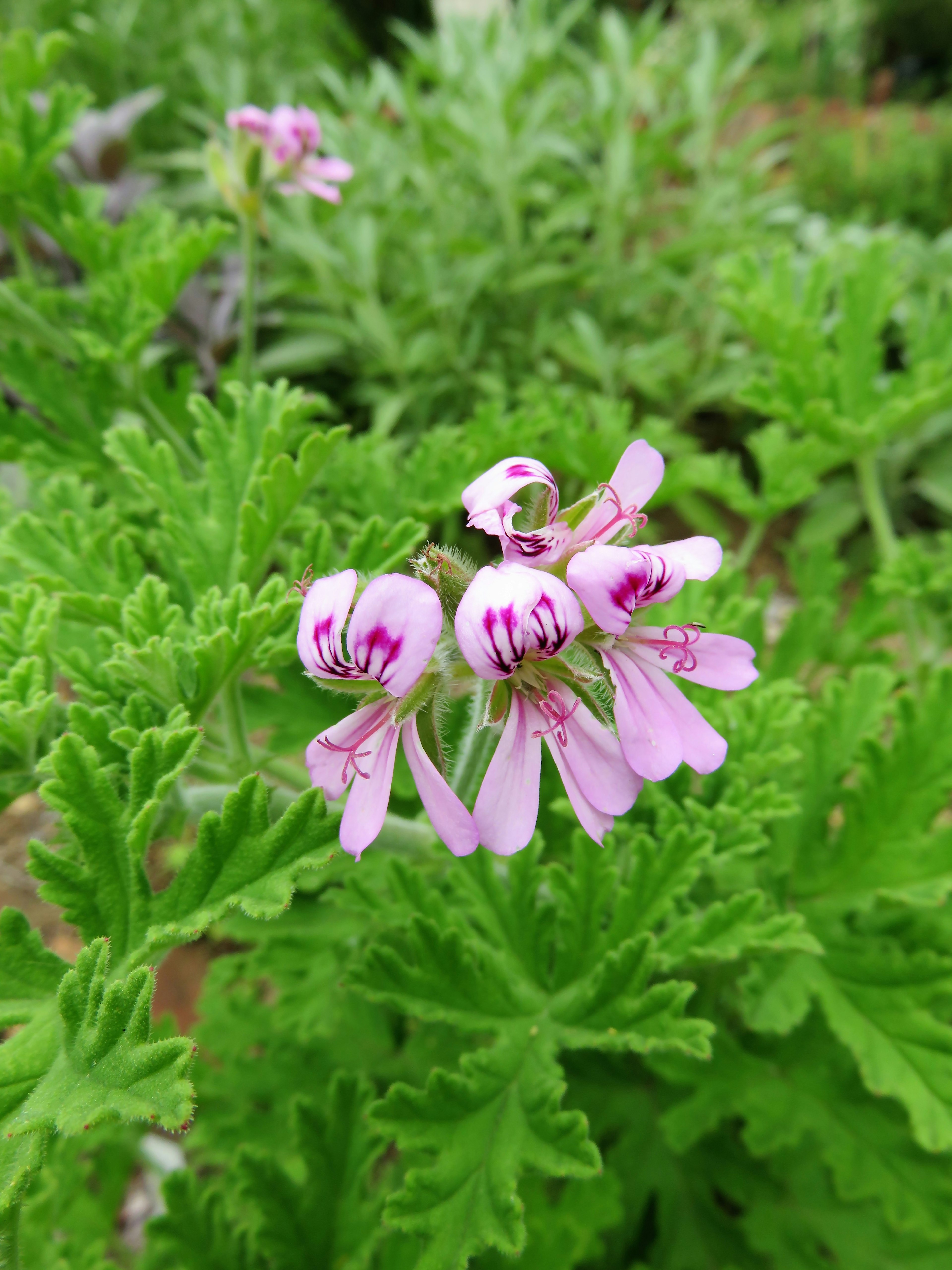 Bunga pink halus dikelilingi daun hijau subur