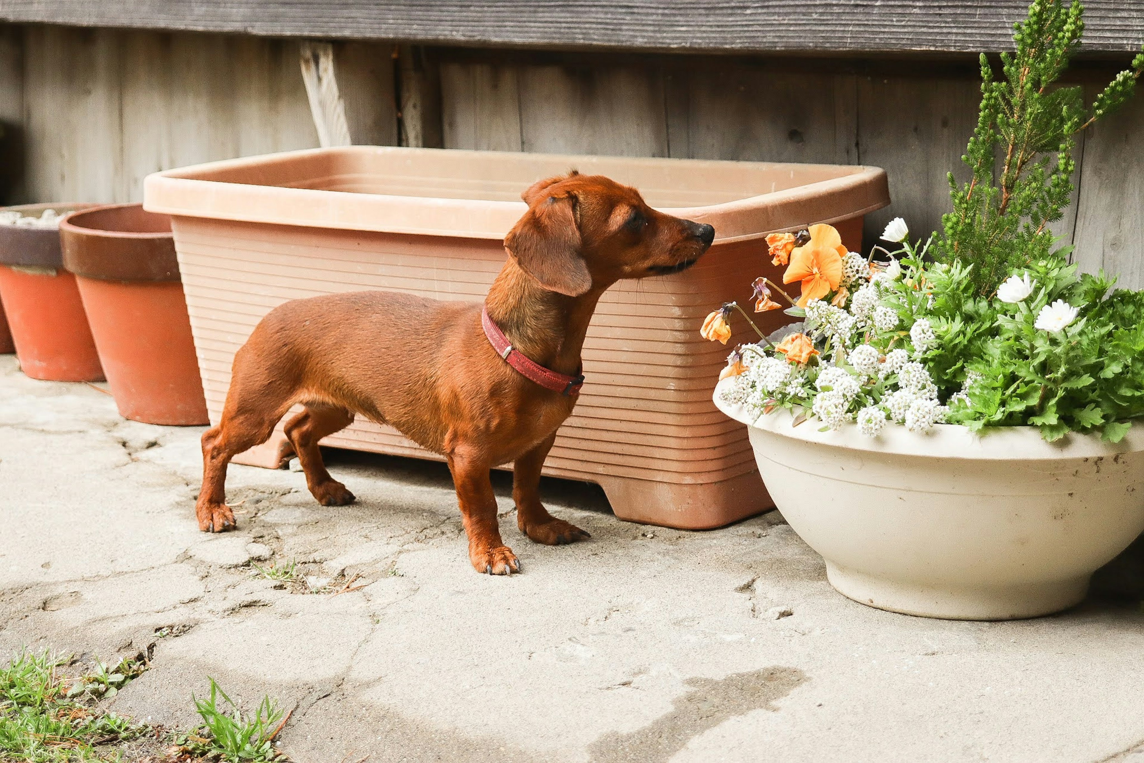 Seekor dachshund kecil berdiri di dekat pot bunga