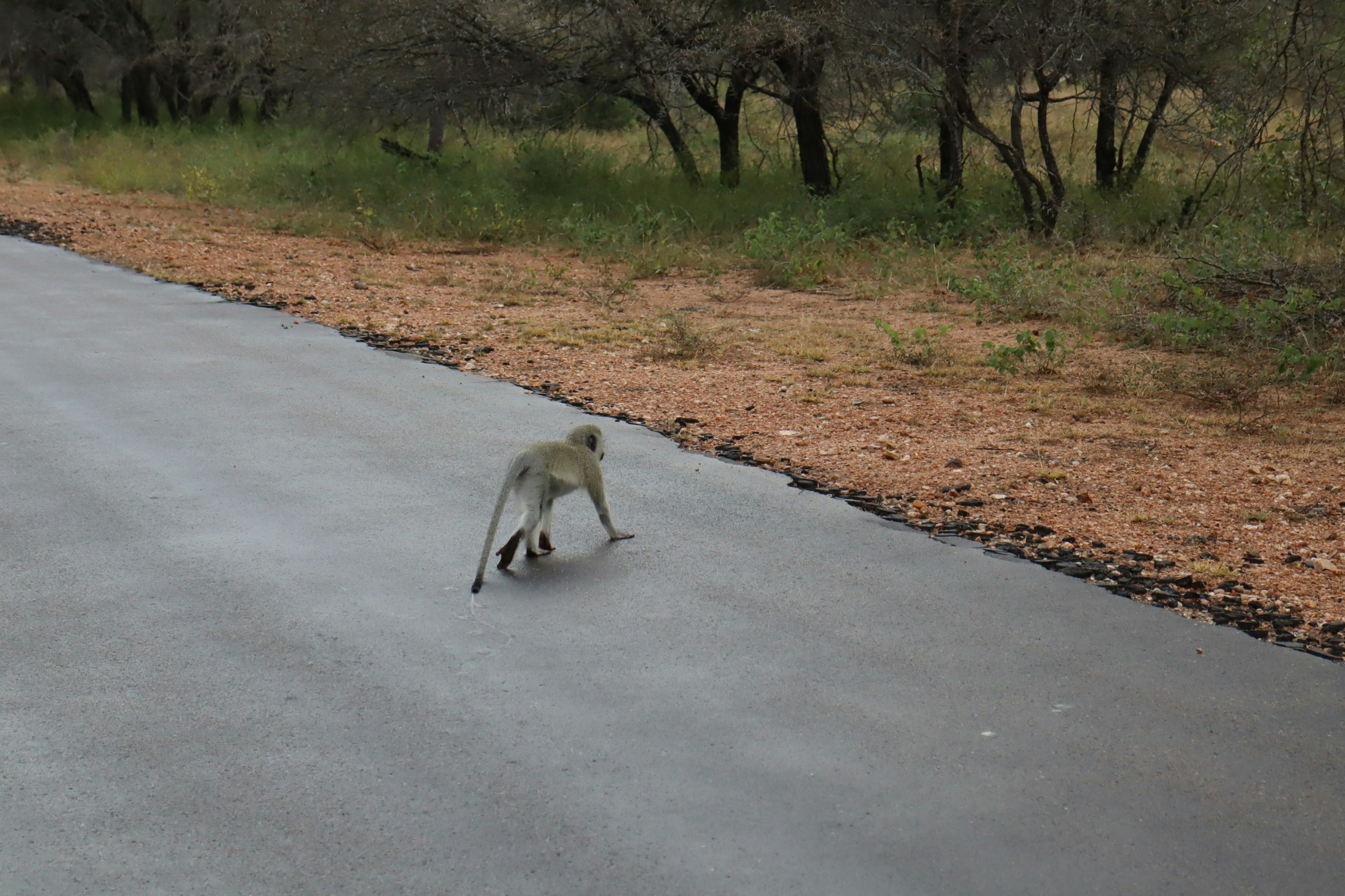 Un mono caminando por un camino pavimentado con hierba verde y árboles al fondo