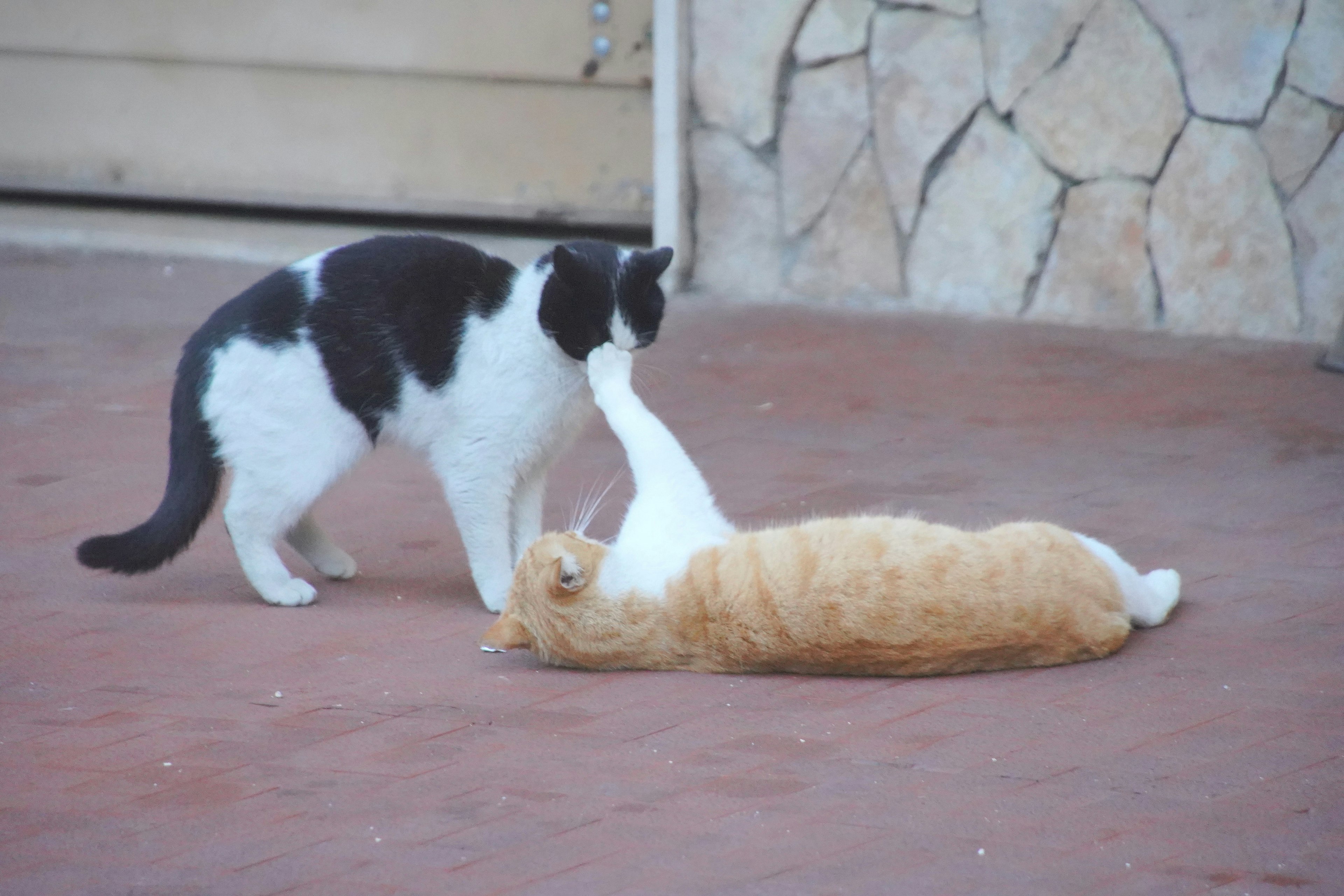 A black and white cat playing with an orange cat lying on the ground