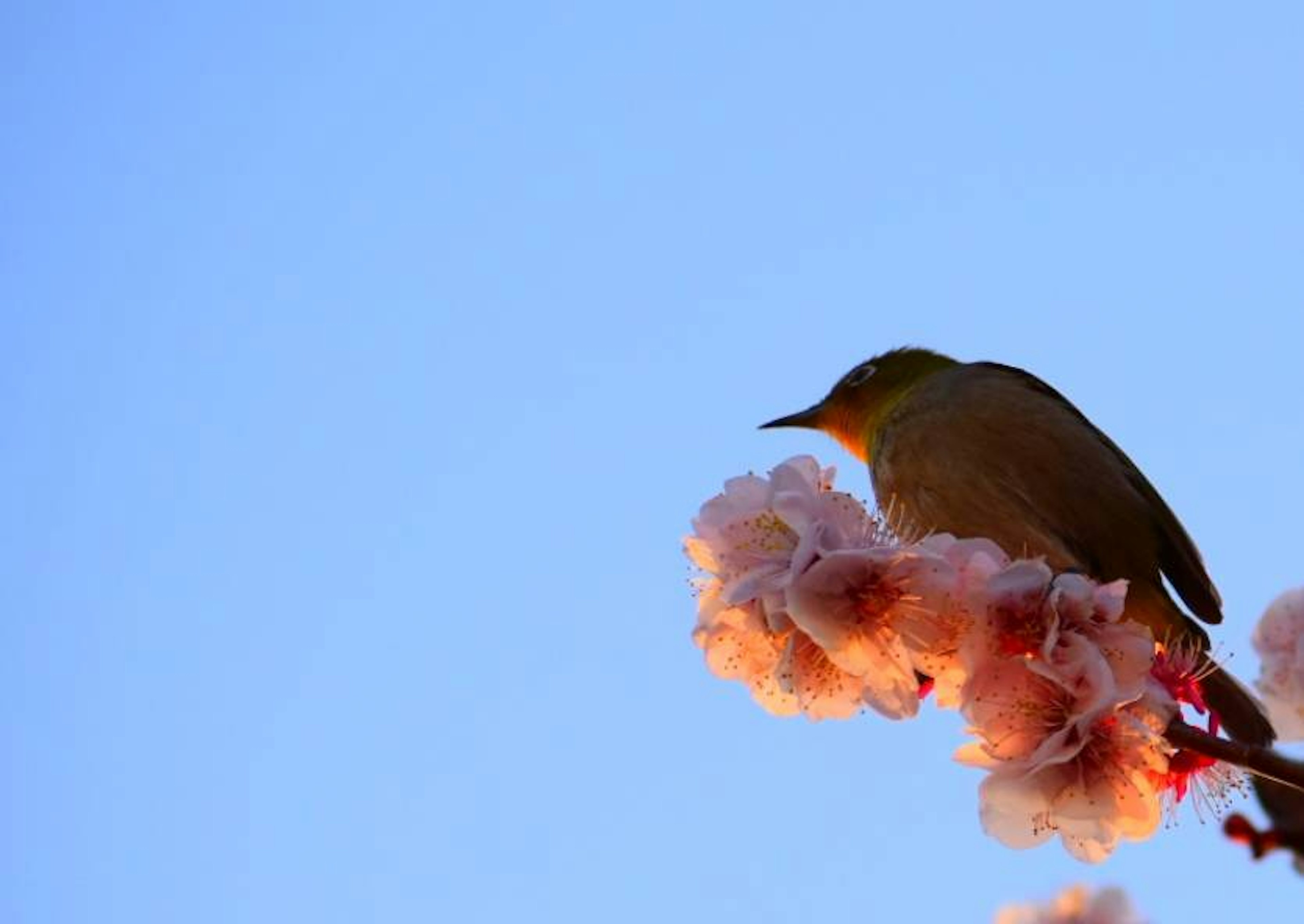 青空の下で桜の花に止まる小鳥