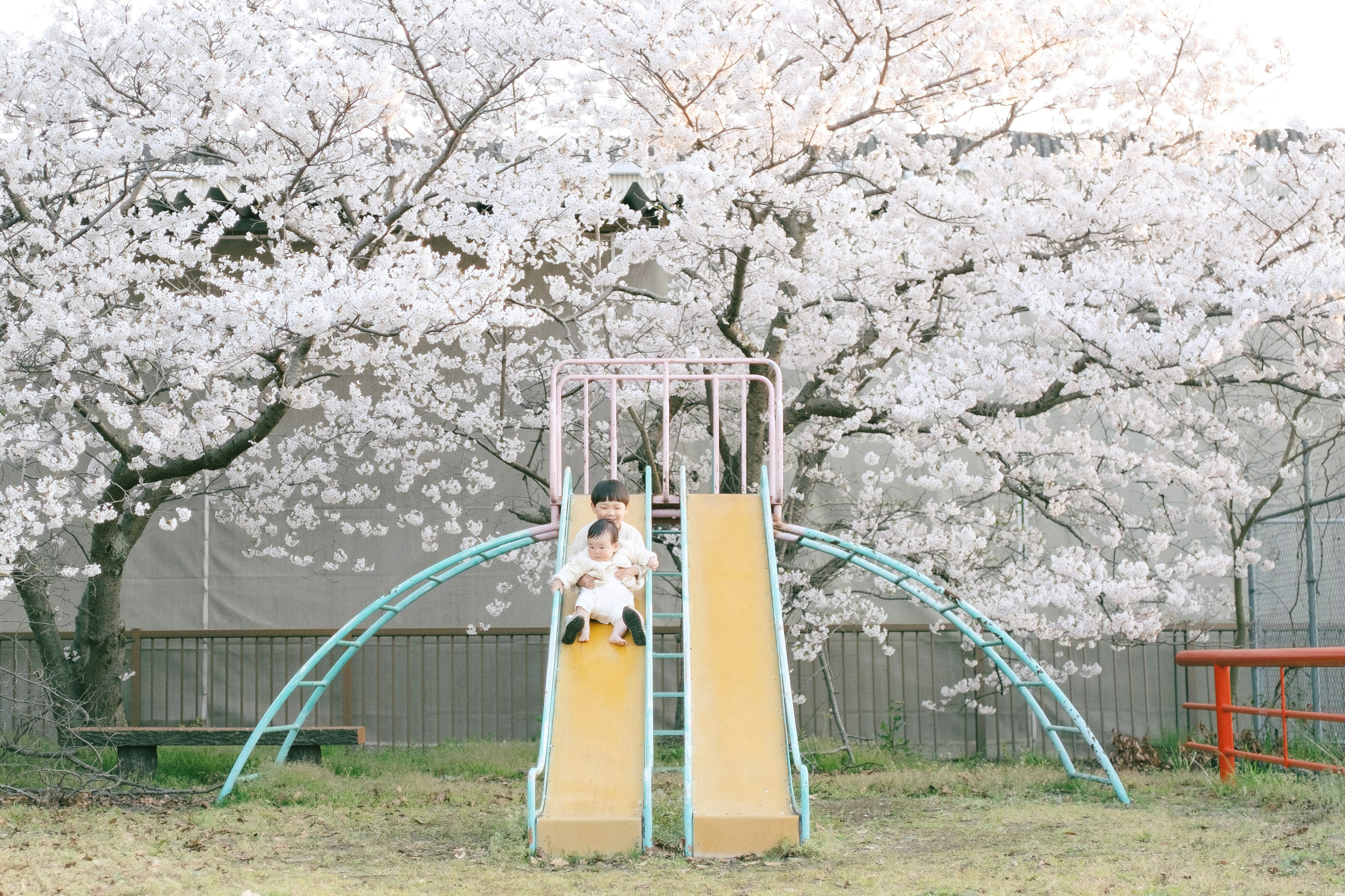 Child sitting on a slide under a cherry blossom tree