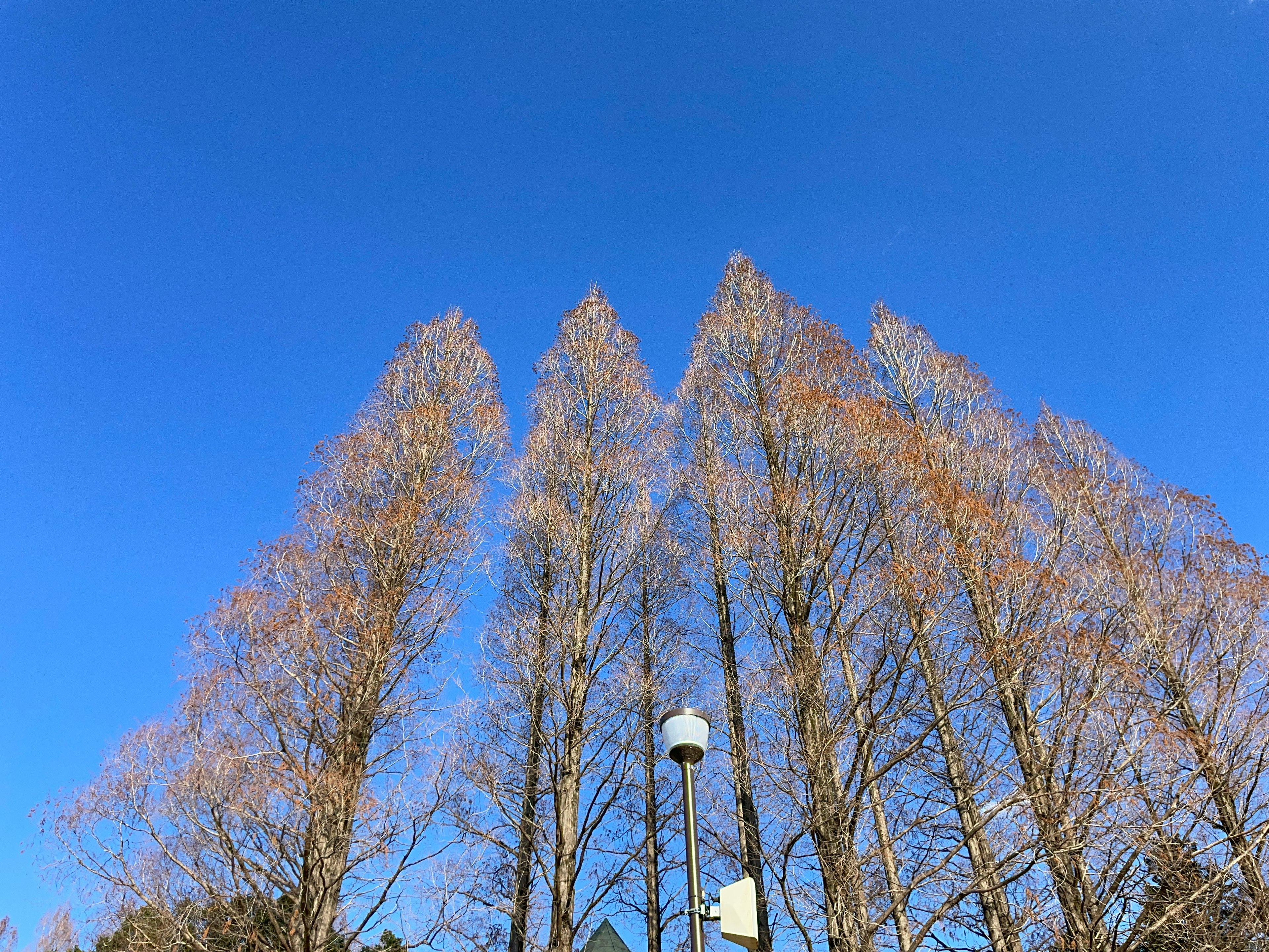 青い空の下に立つ高い木々が並んでいる