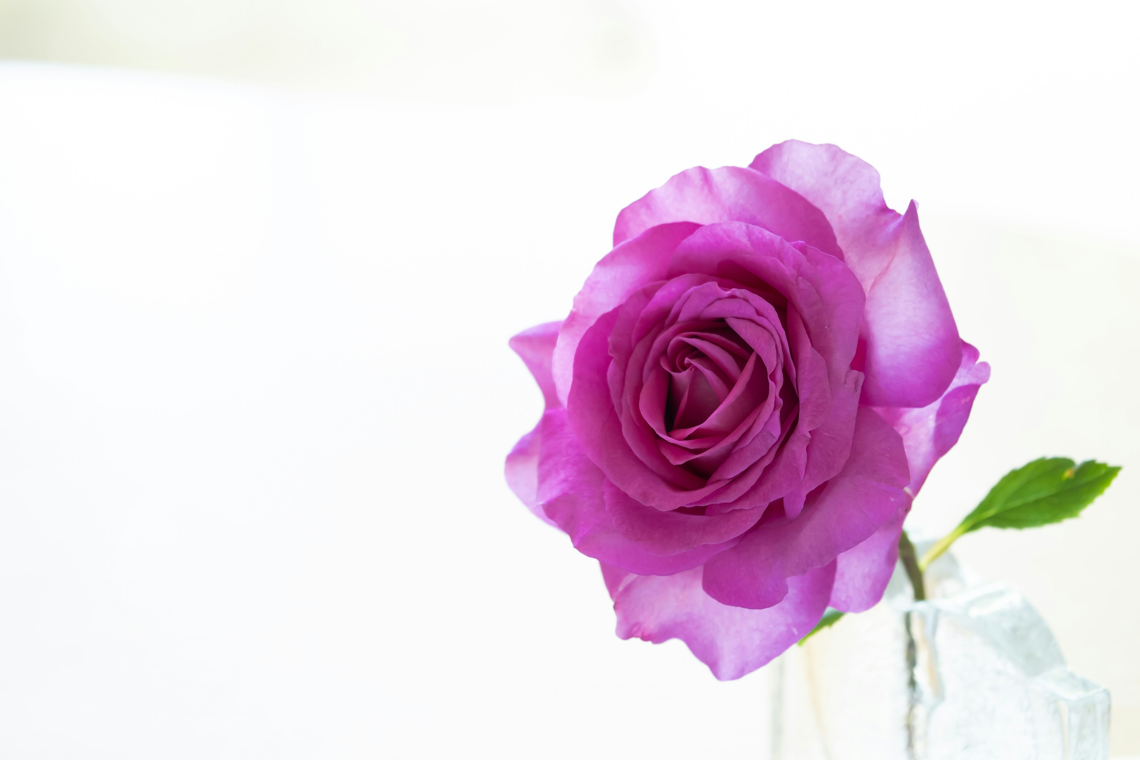 Une rose violette vibrante sur fond blanc