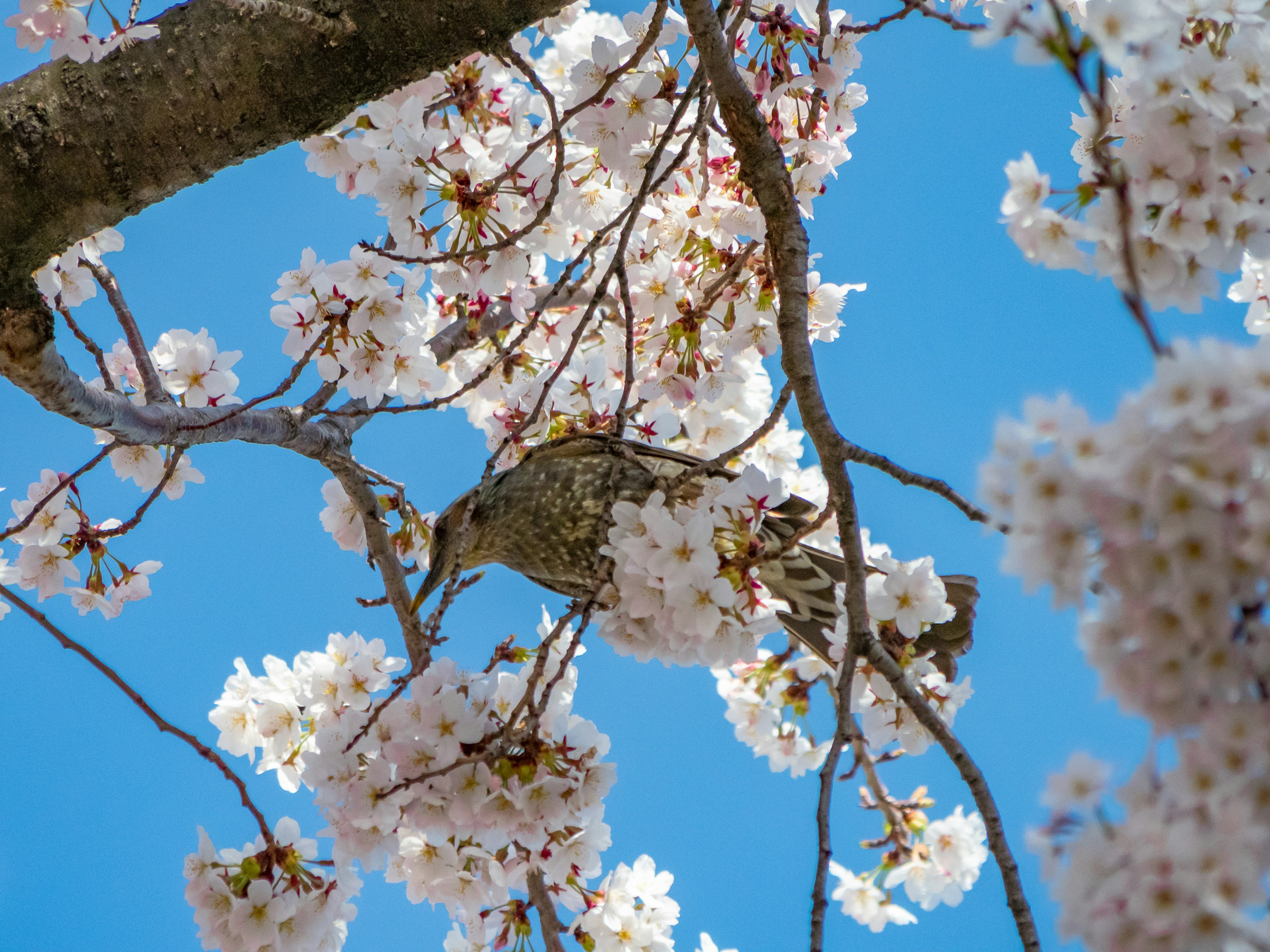 A bird perched among cherry blossoms under a clear blue sky