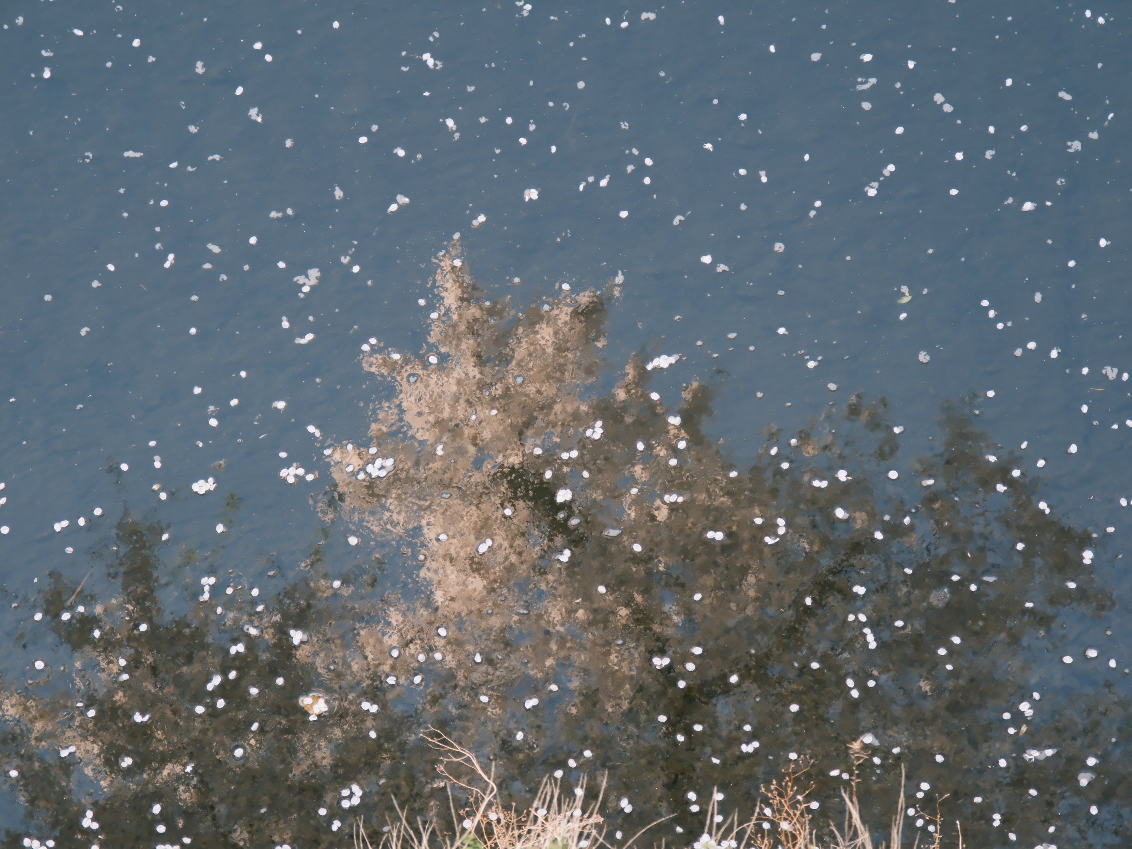 Riflesso di un albero con fiocchi di neve che cadono su uno sfondo blu