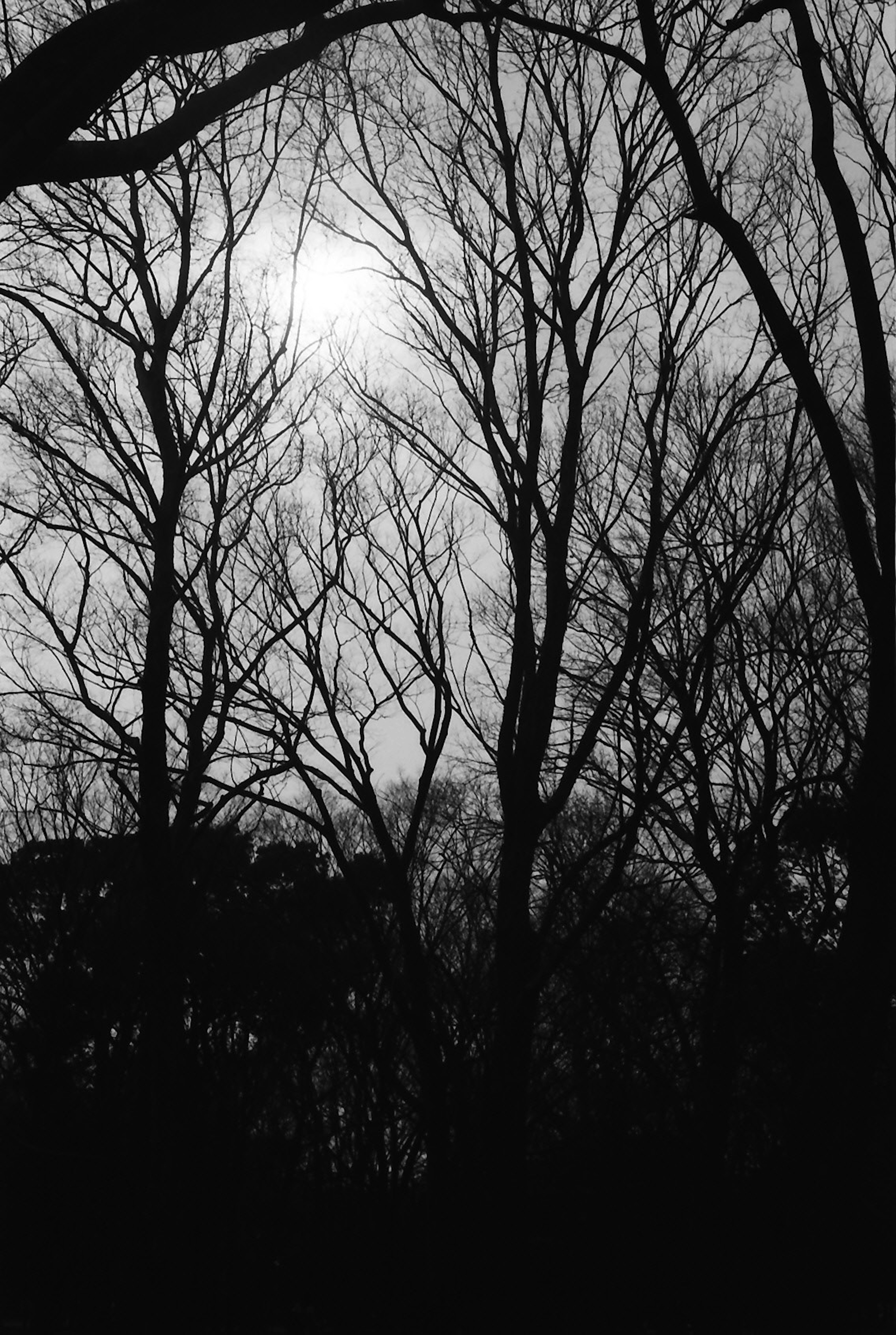 Silhouette of bare trees against a dimly lit sky