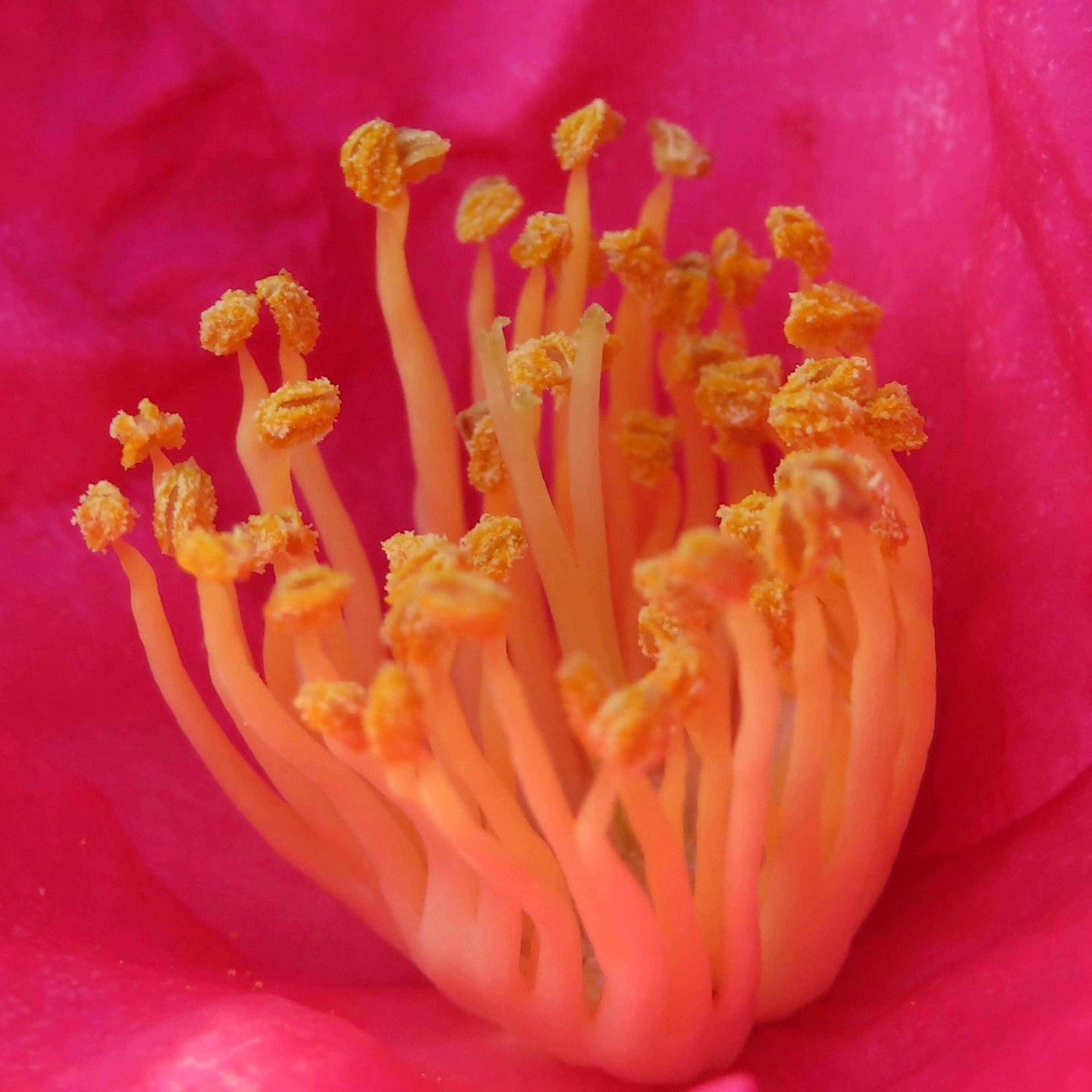 Estambres naranjas con polen dentro de pétalos rosas vibrantes