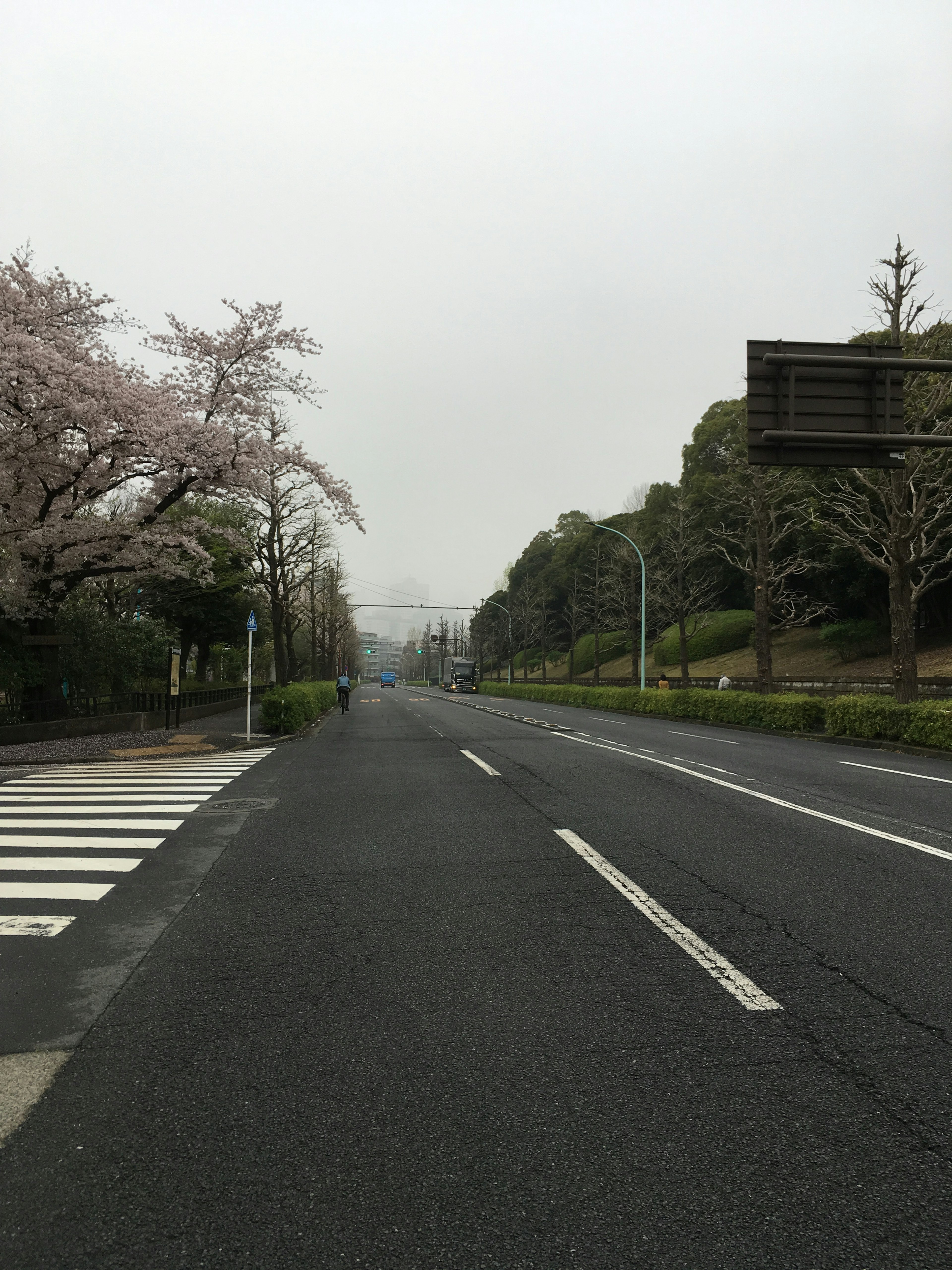 桜の木が並ぶ静かな通りの風景