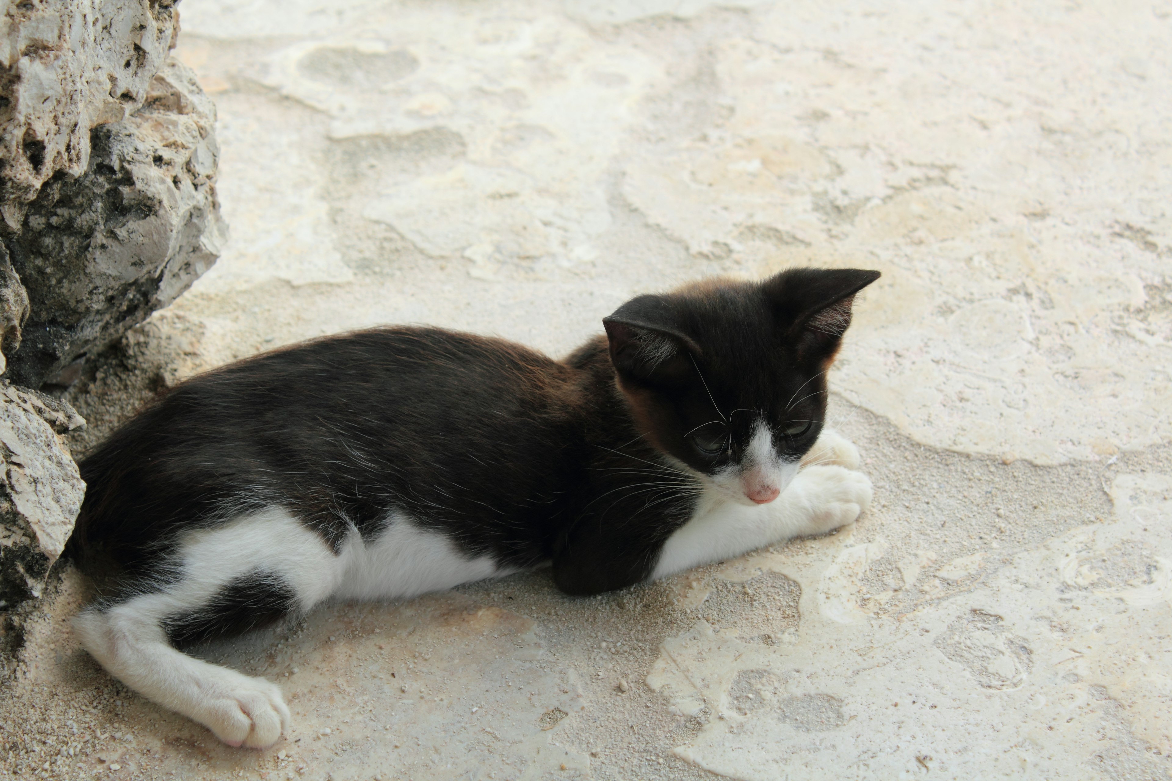 A black and white kitten lying on a stone floor