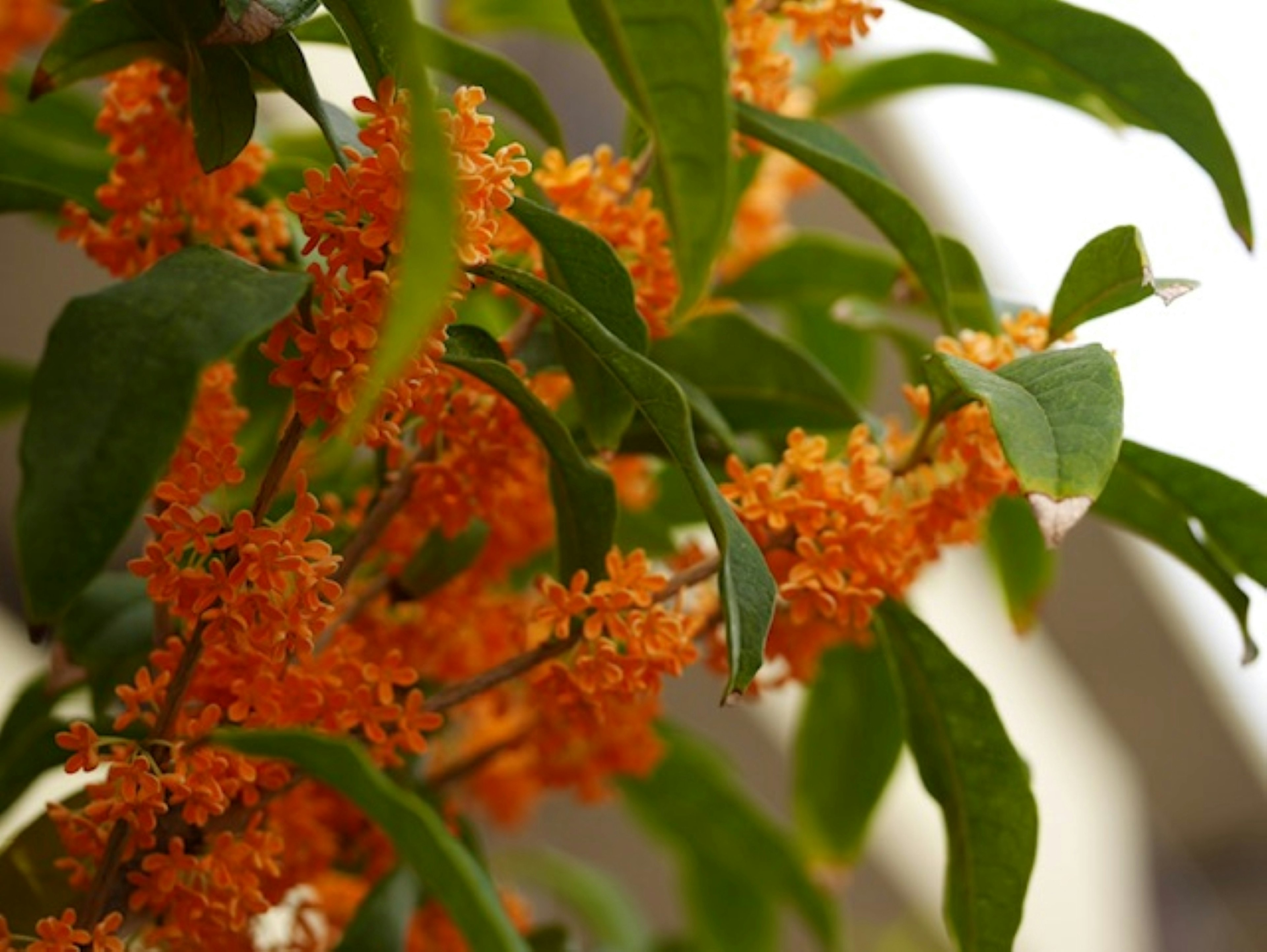 Nahaufnahme einer Pflanze mit leuchtend orangefarbenen Blüten und grünen Blättern