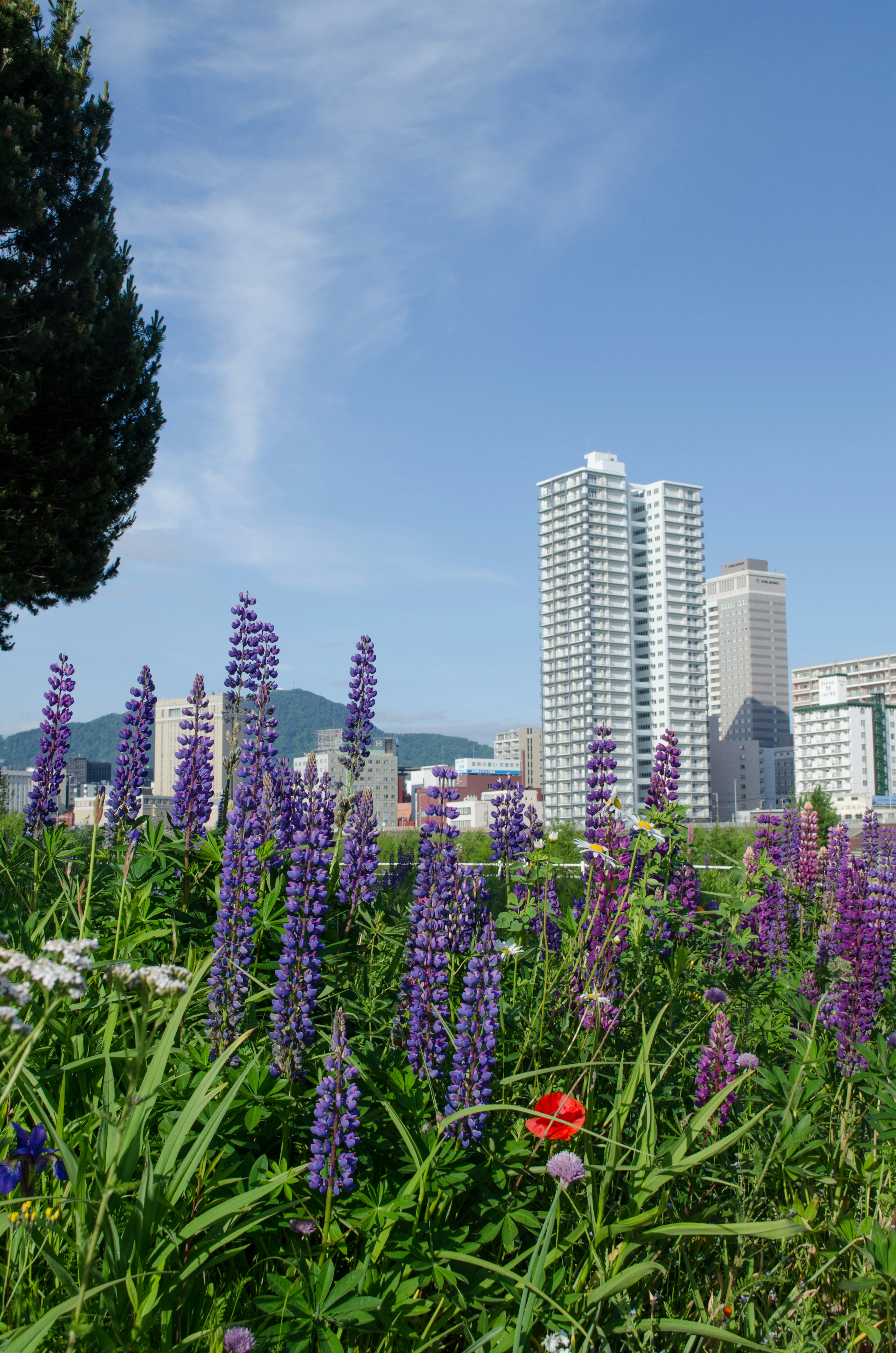 高層ビルの背景に紫色のルピナスの花が咲く風景