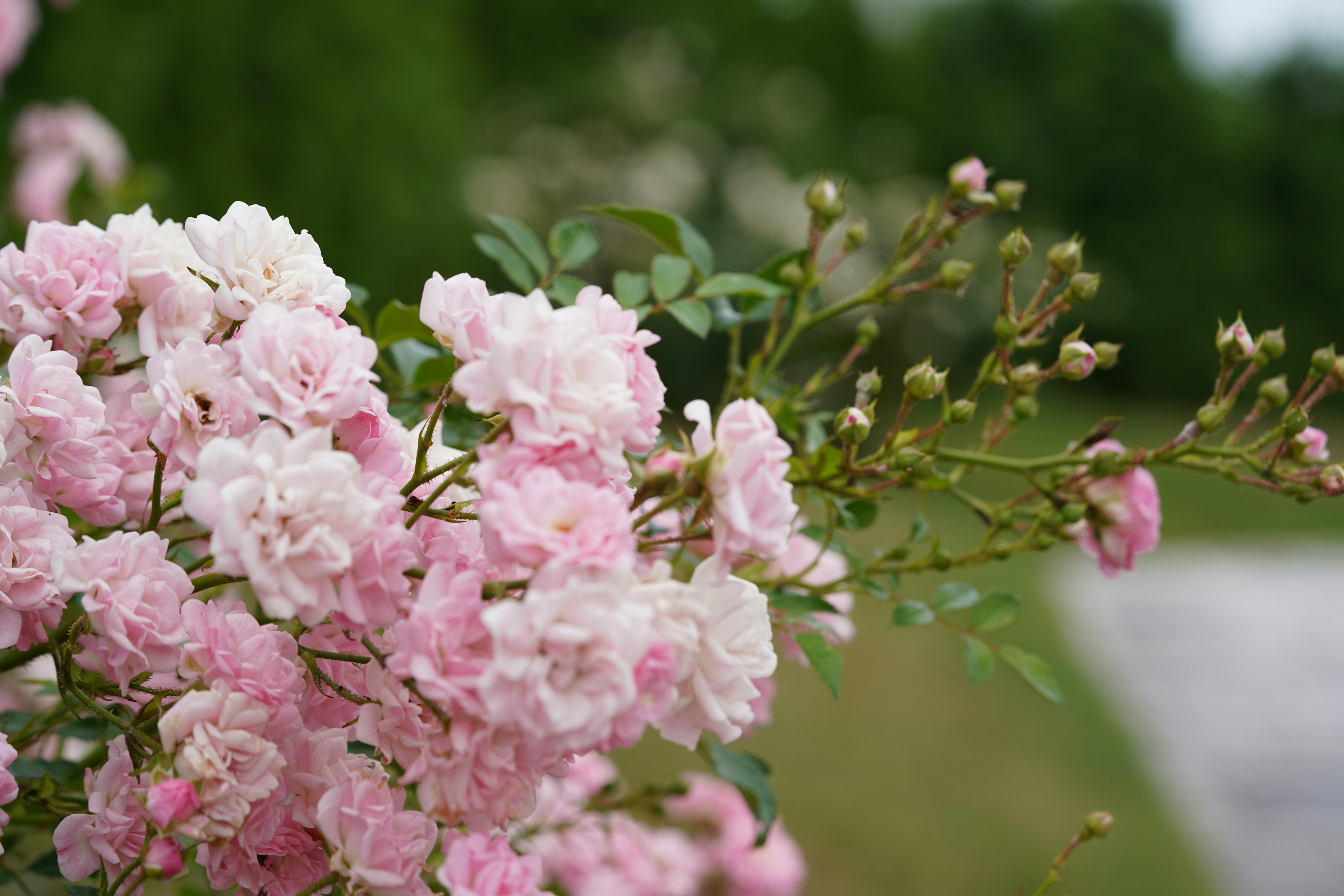 淡いピンクの花が咲いている枝のクローズアップ