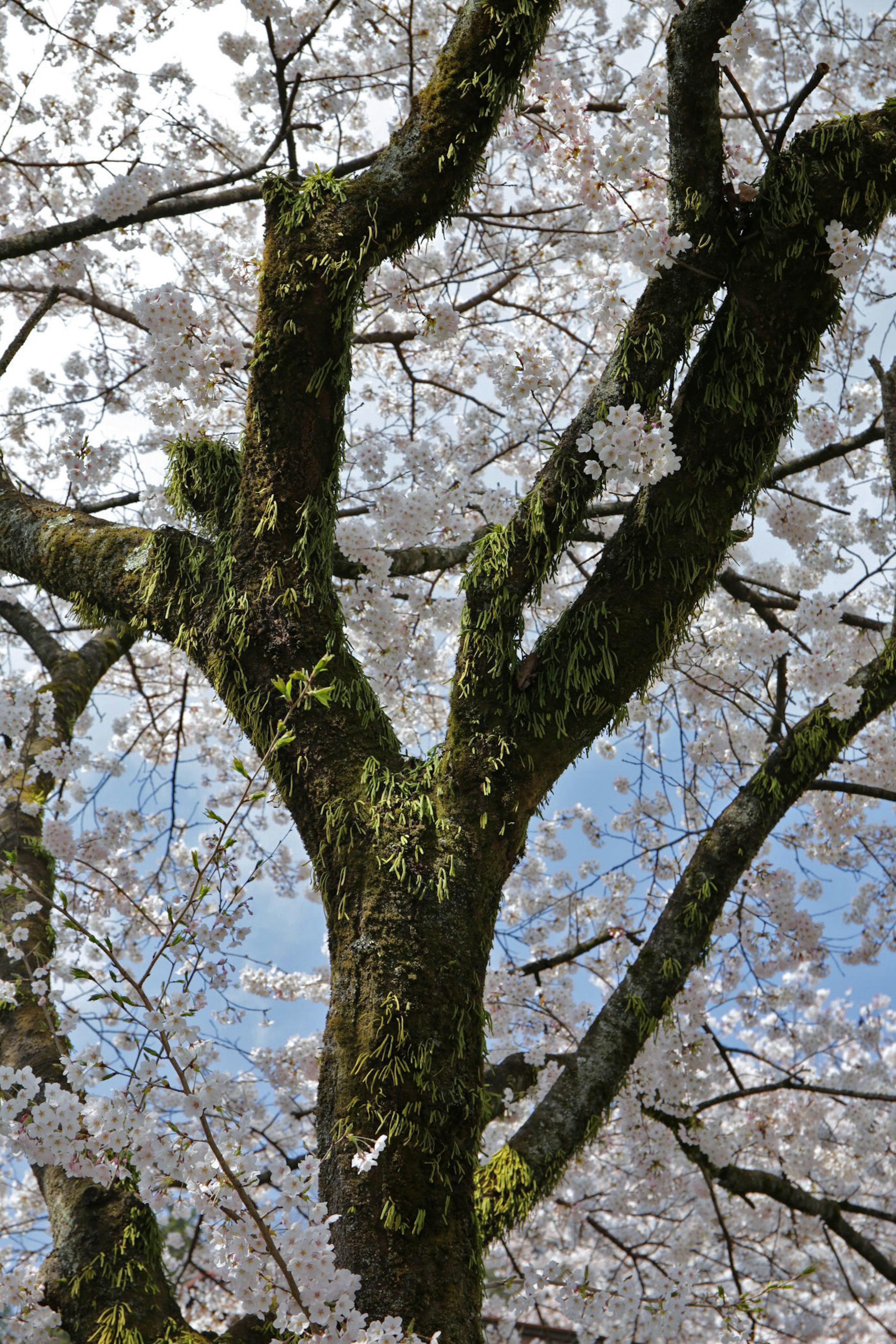 Tronc et branches d'un cerisier sur fond de ciel bleu