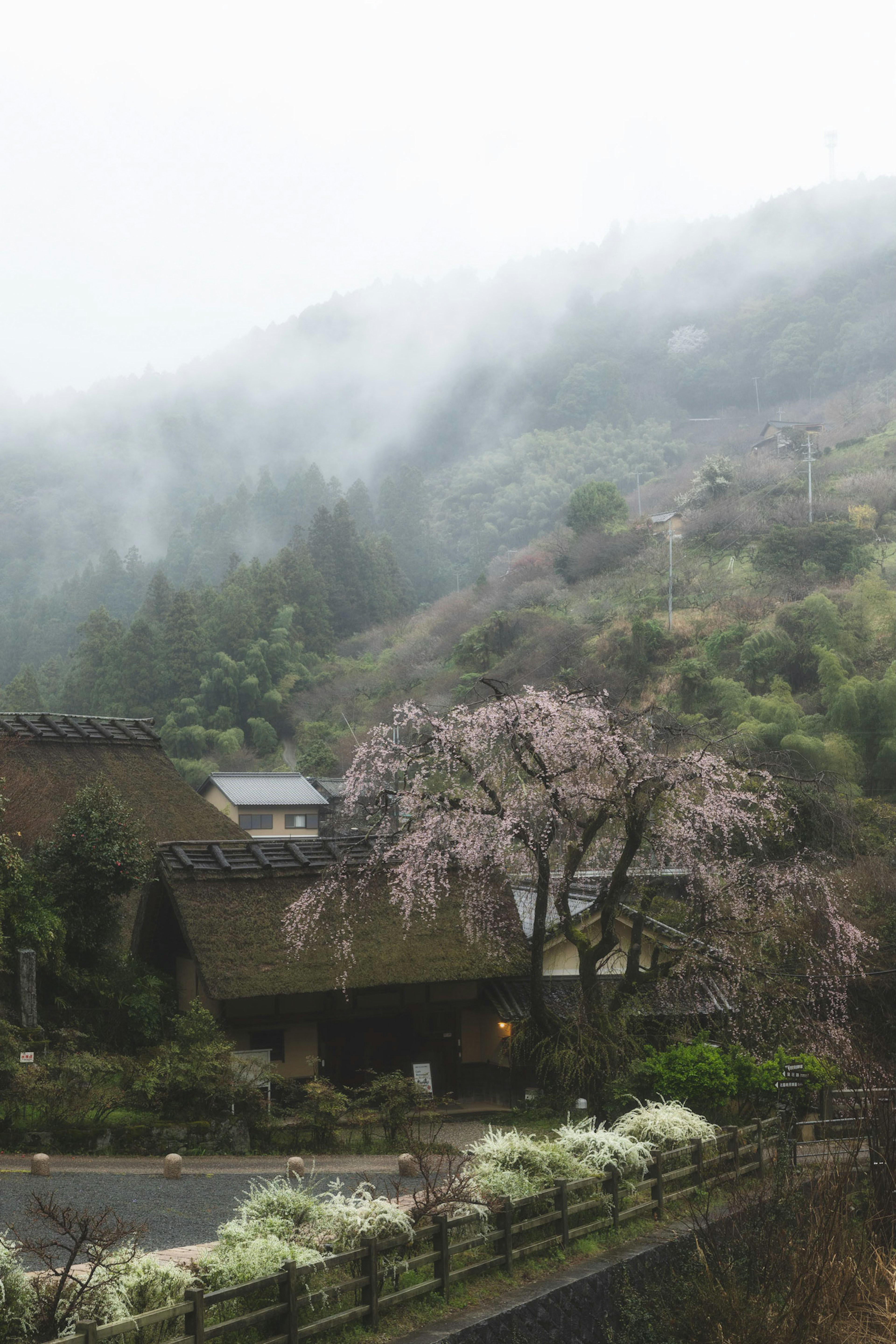 霧に包まれた山の風景に咲く桜の木と古い家々