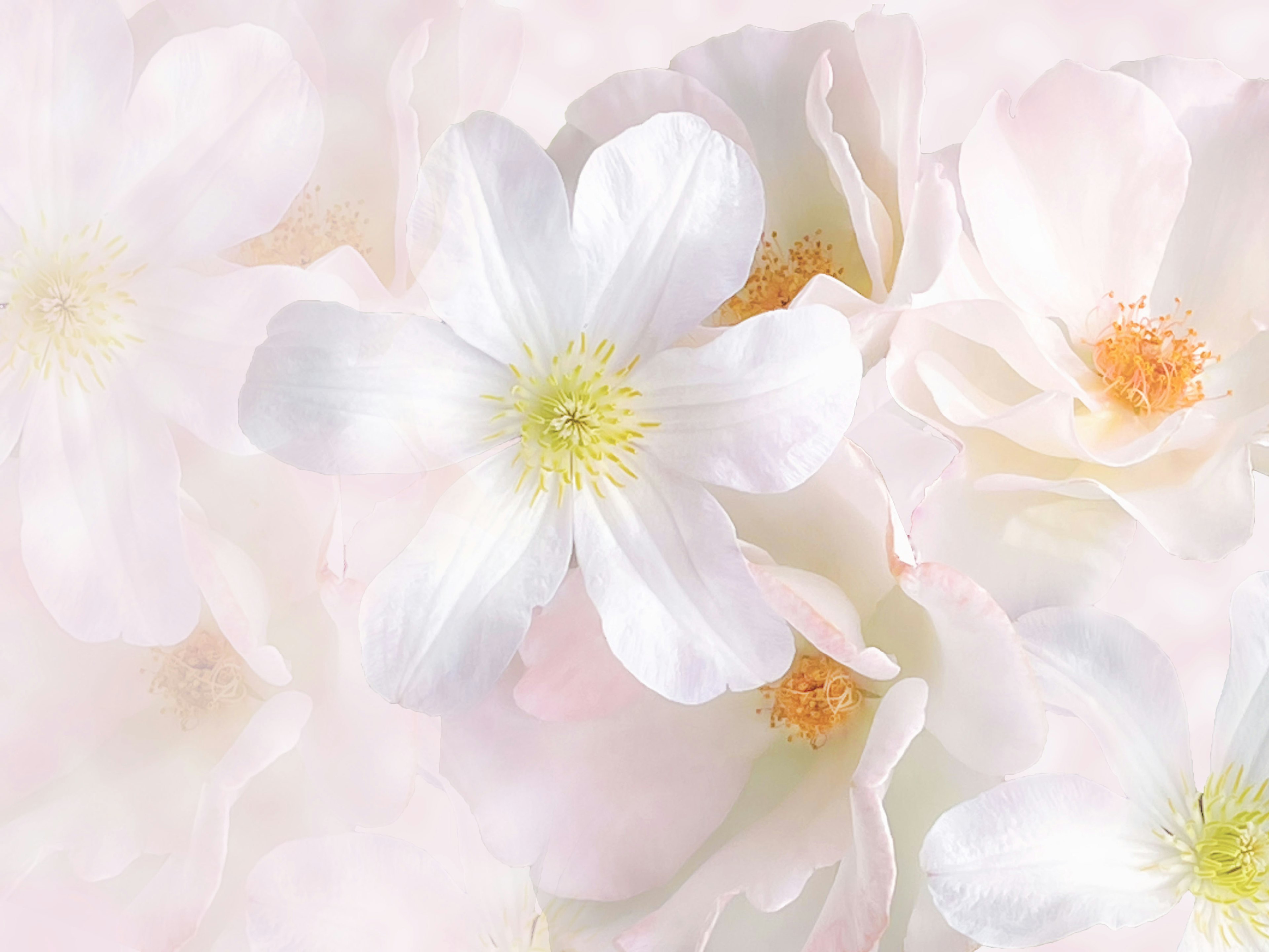 Soft-colored flowers in the background with a prominent white flower in the center