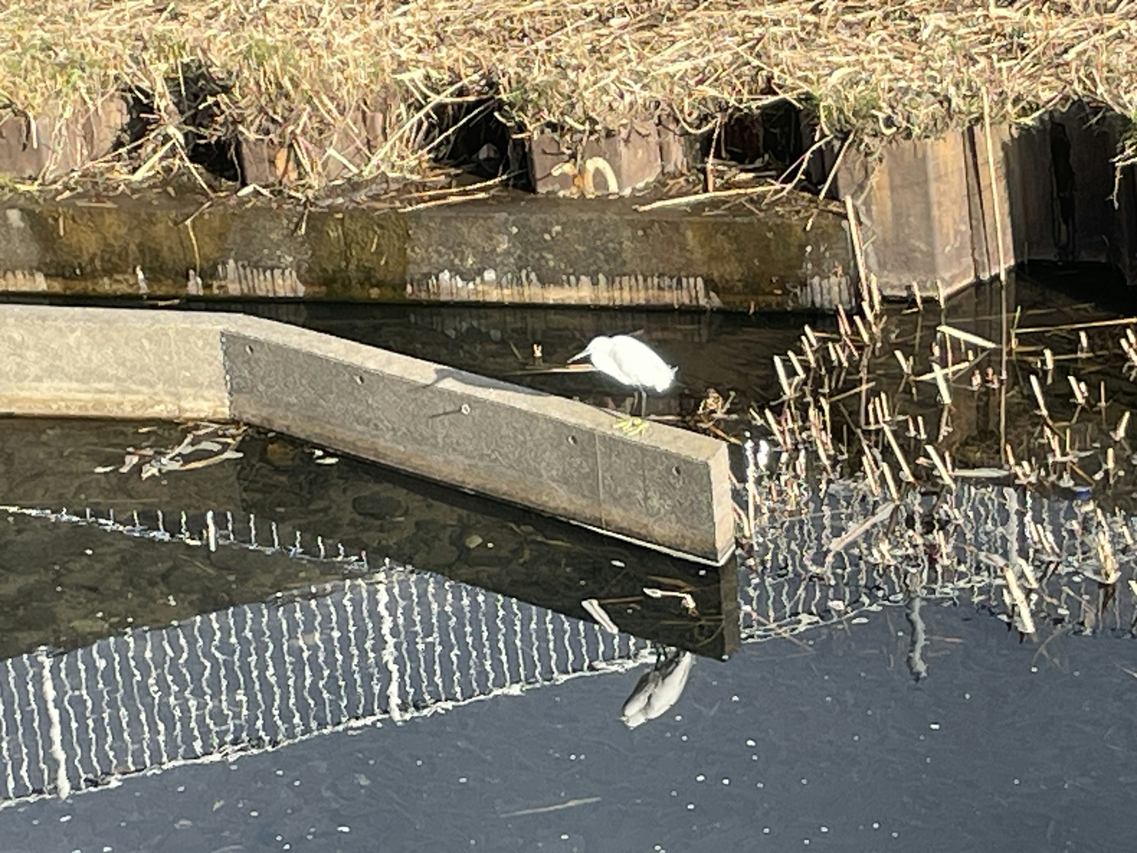 水面に浮かぶ白い鳥とコンクリートの障害物のある風景