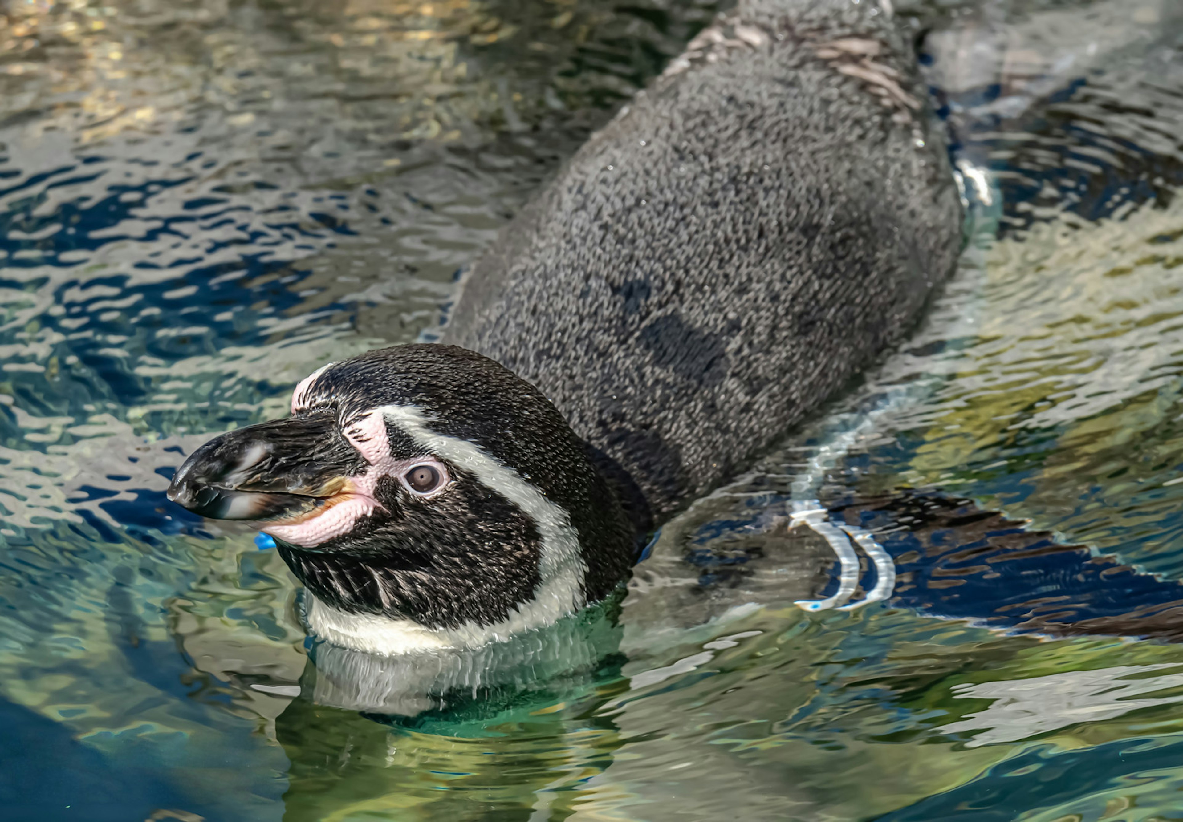 A penguin swimming in clear water with ripples