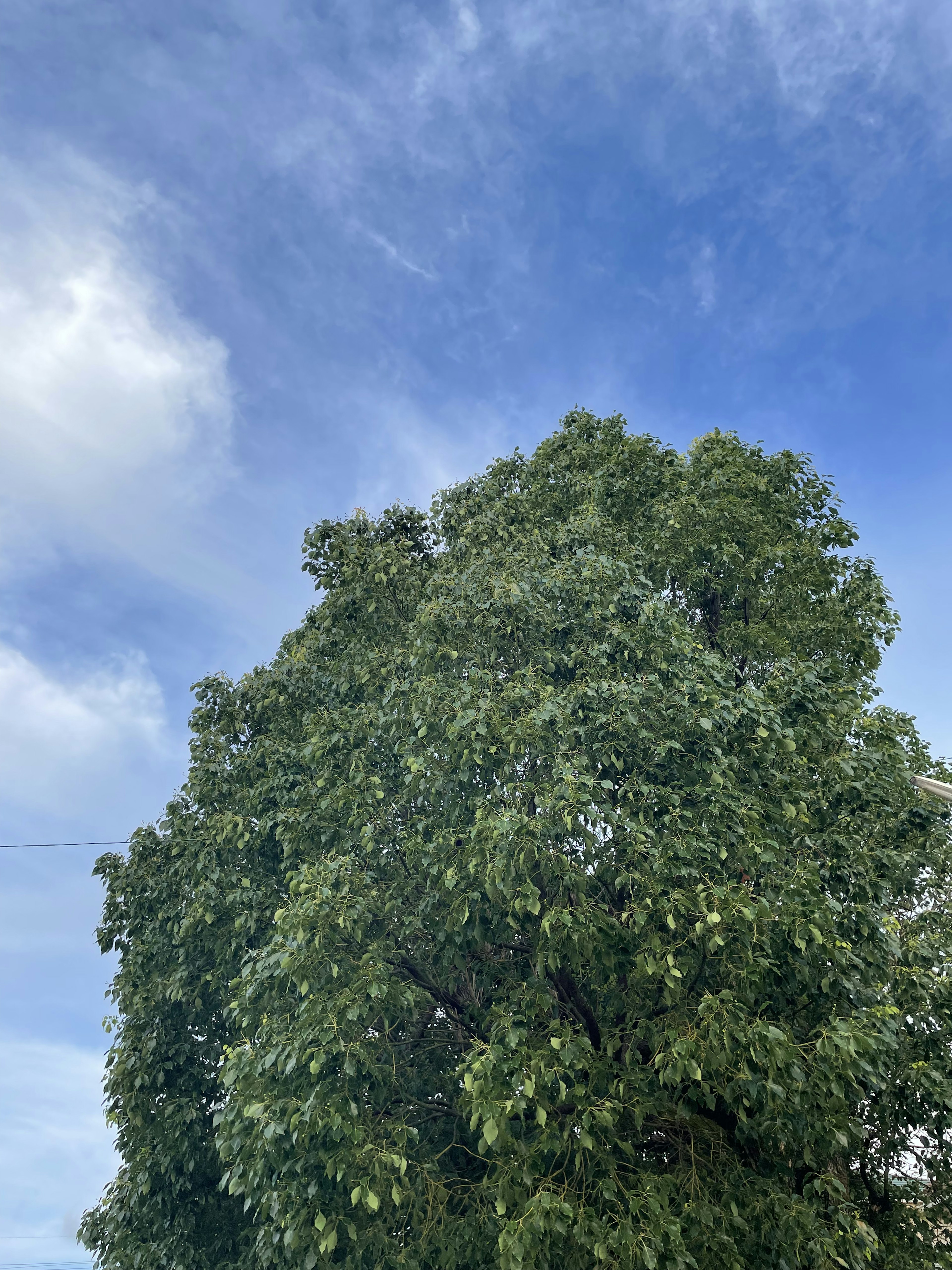 A large green tree under a clear blue sky