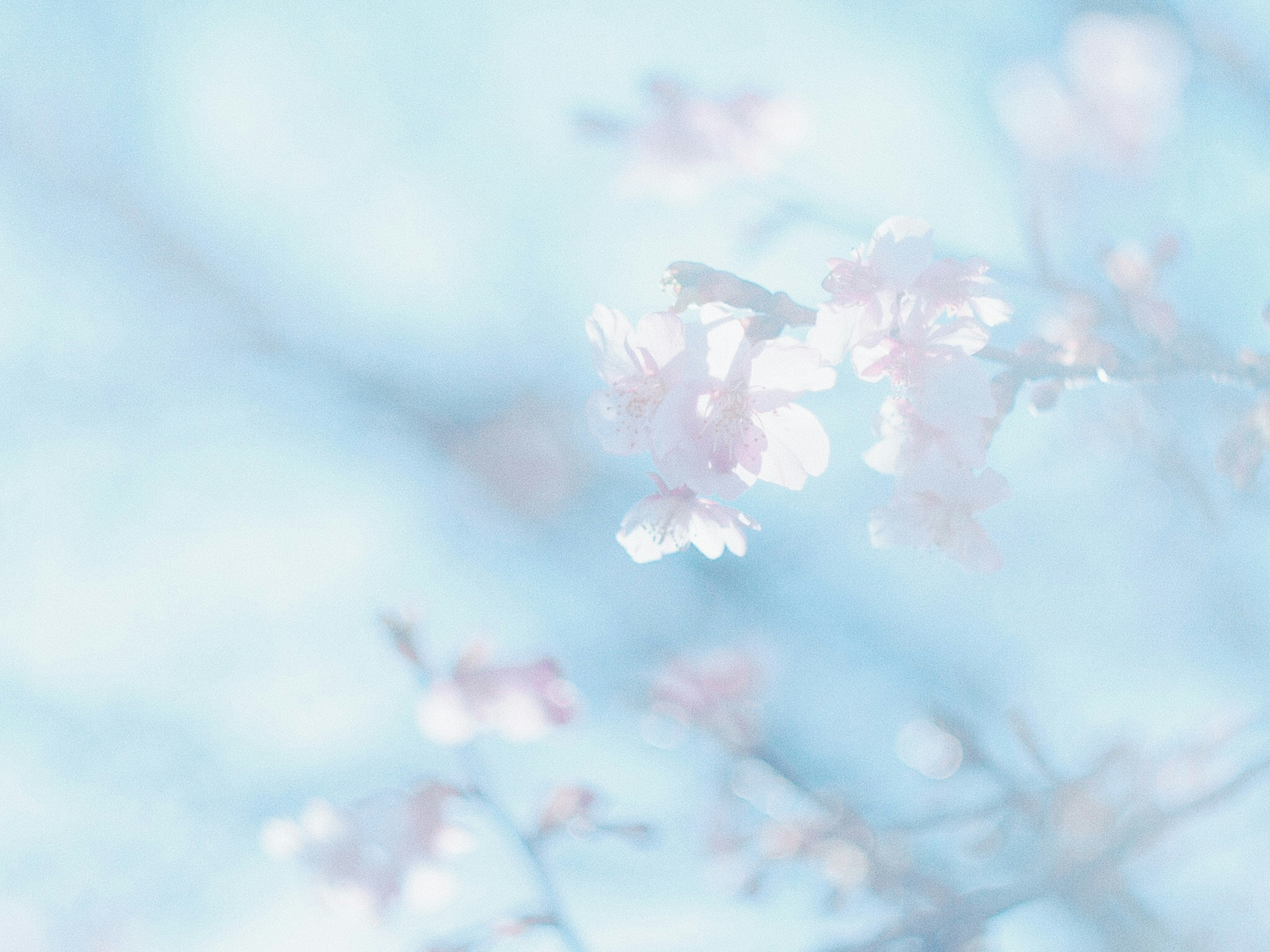 Sfondo blu morbido con delicati fiori di ciliegio