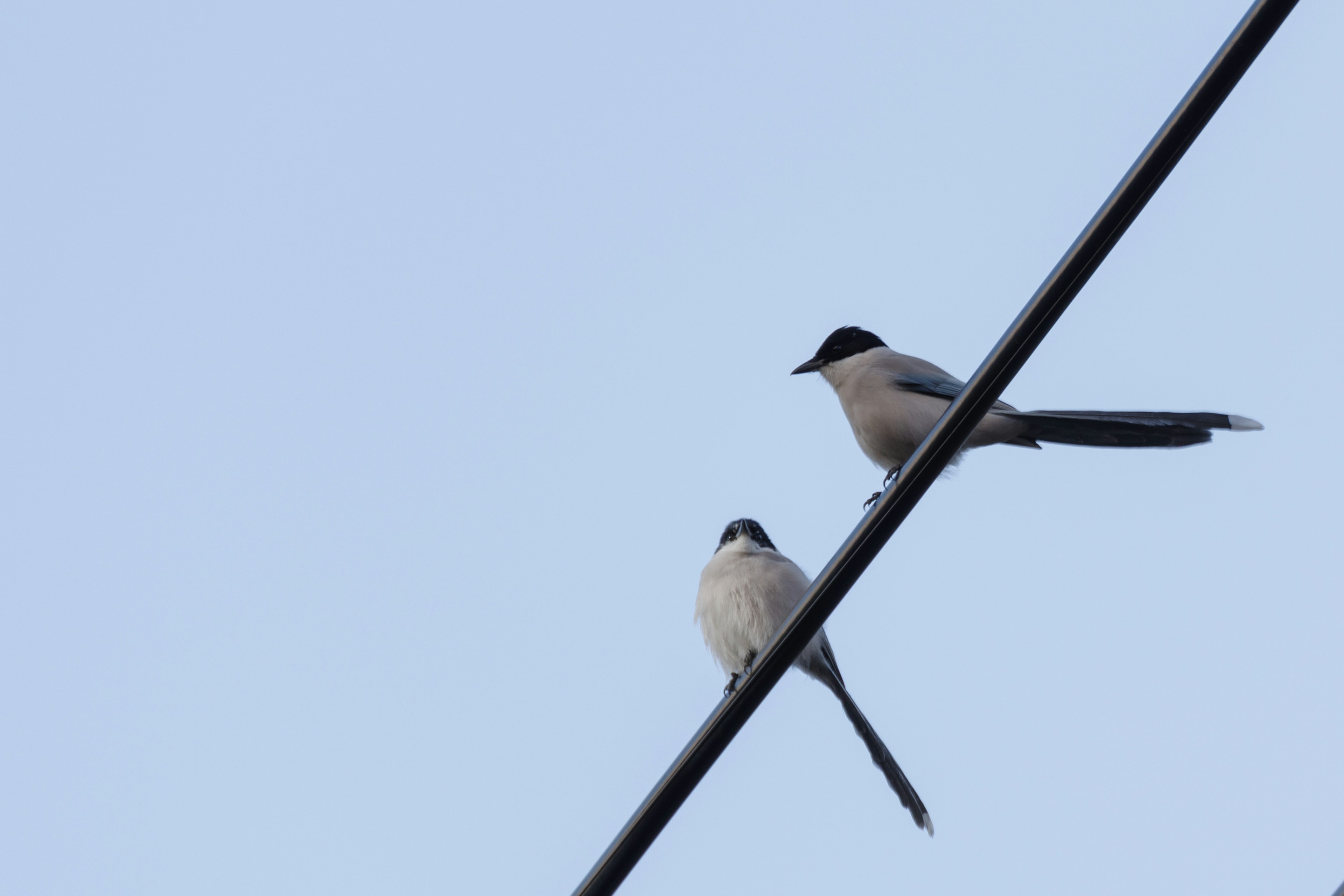 Zwei Vögel sitzen auf einem Draht vor einem blauen Himmel