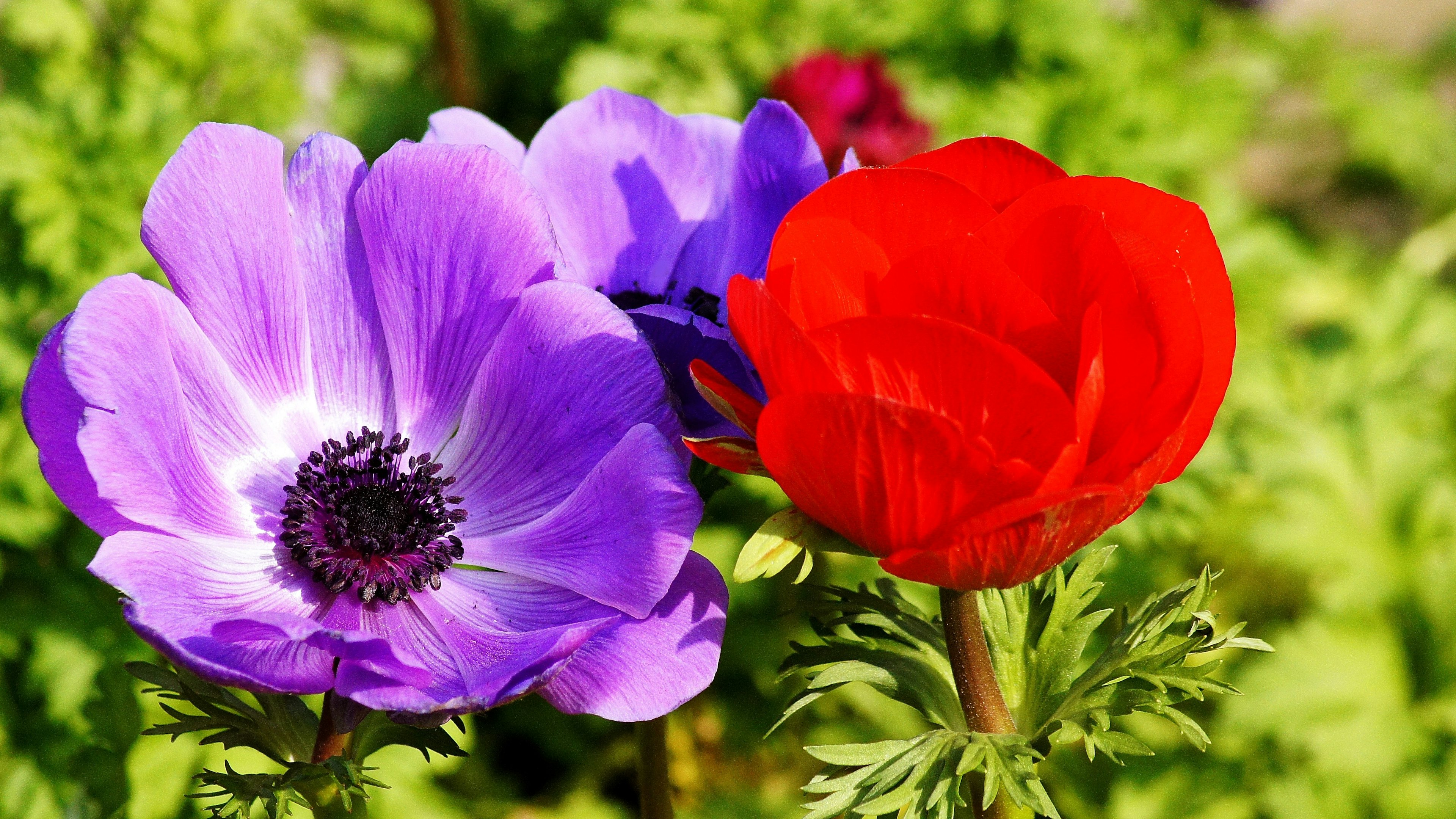 Flores de anémona moradas y rojas en flor