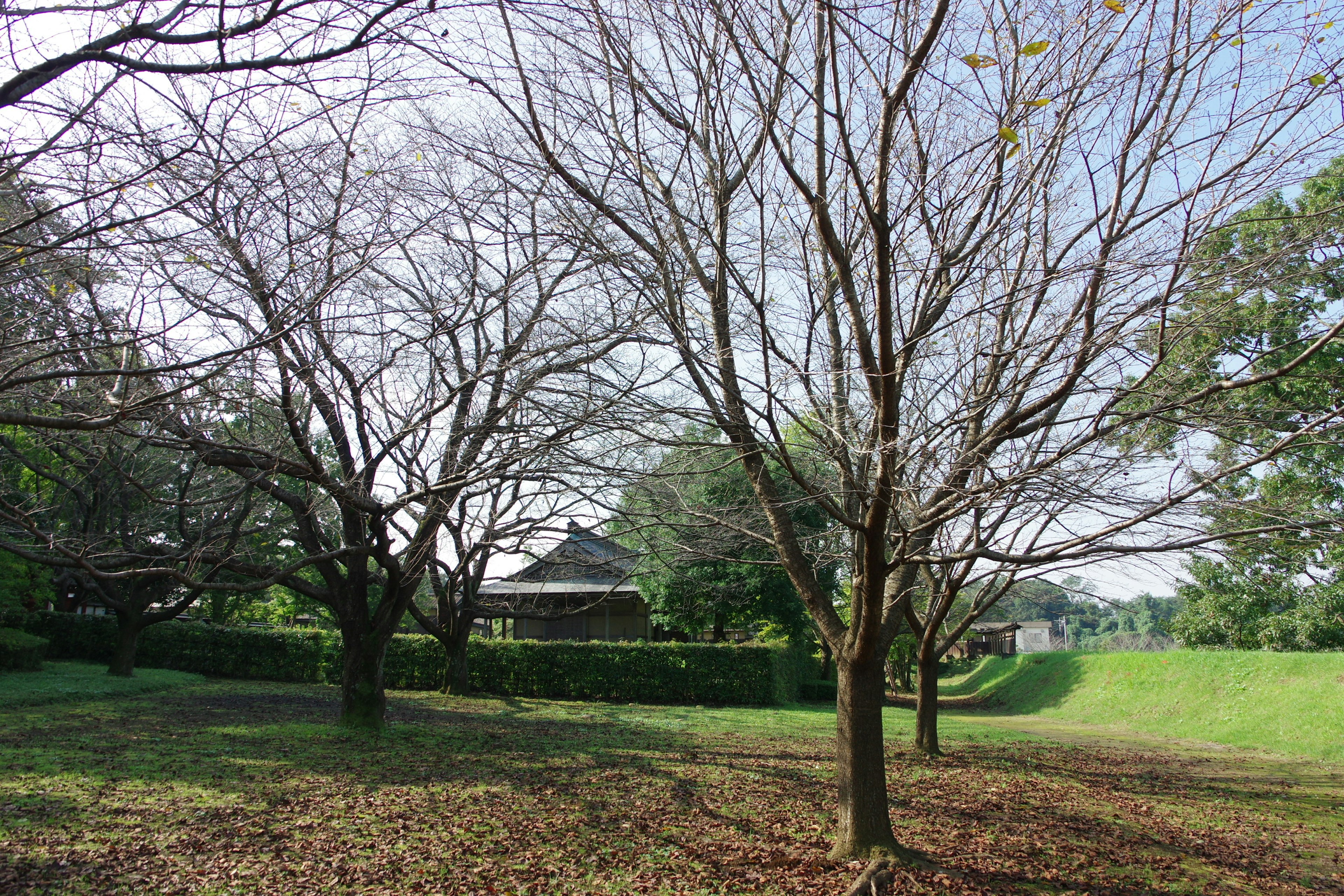 公園裡光禿禿的樹木冬季風景