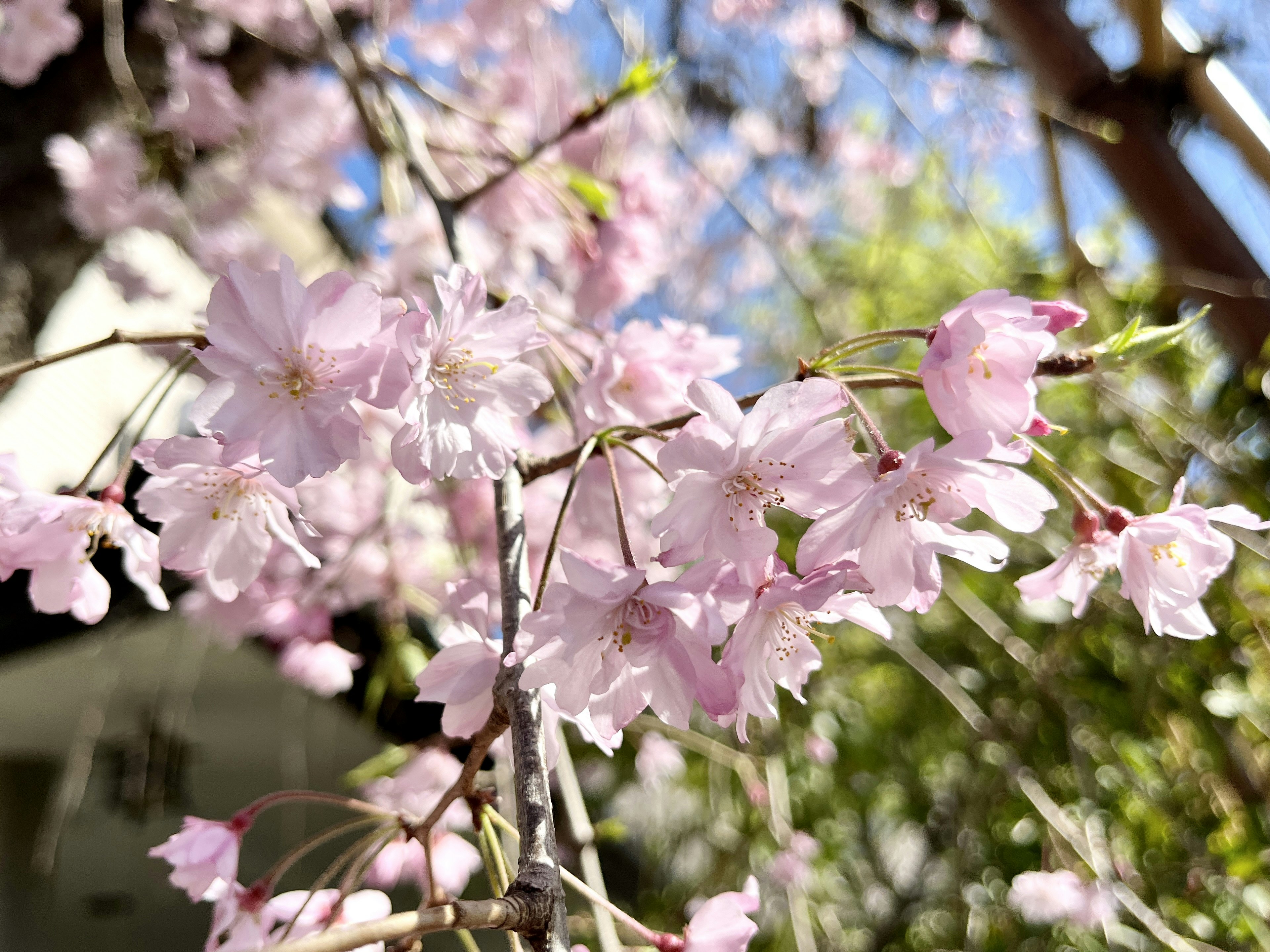 Flores de cerezo en flor con pétalos rosas delicados