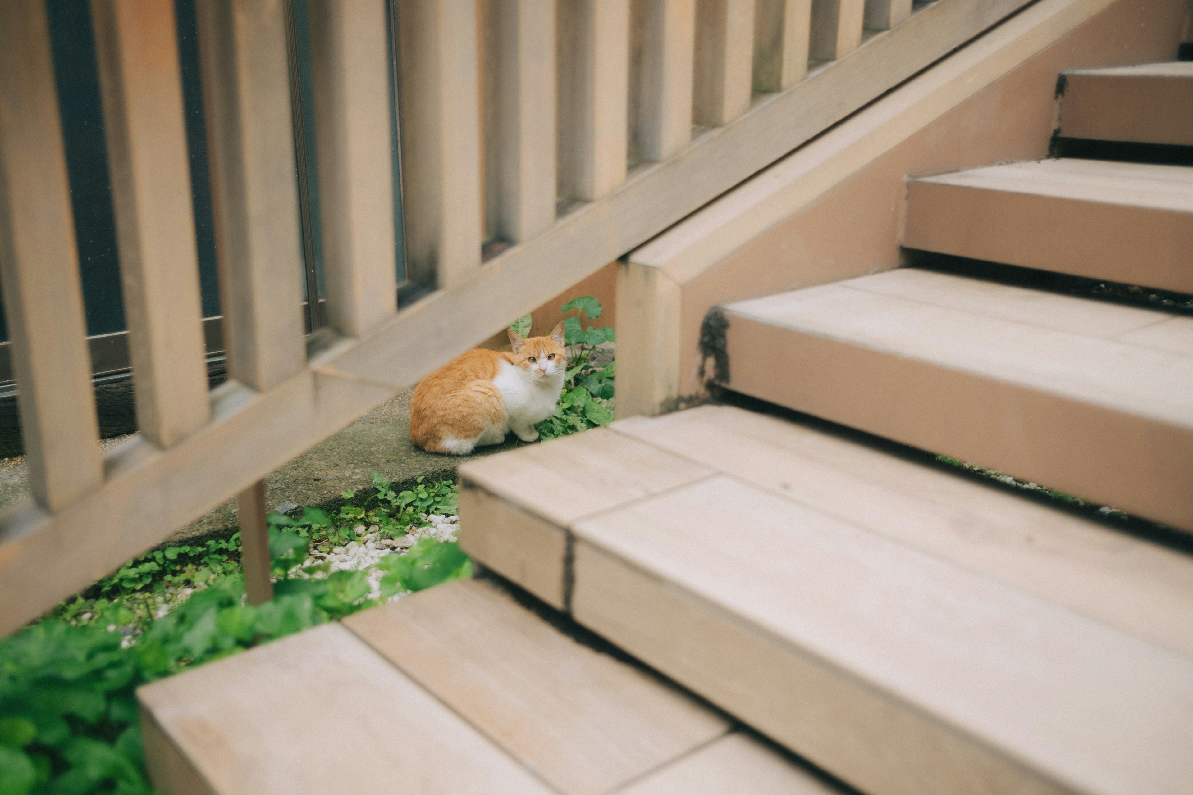 An orange cat sitting near wooden stairs with greenery