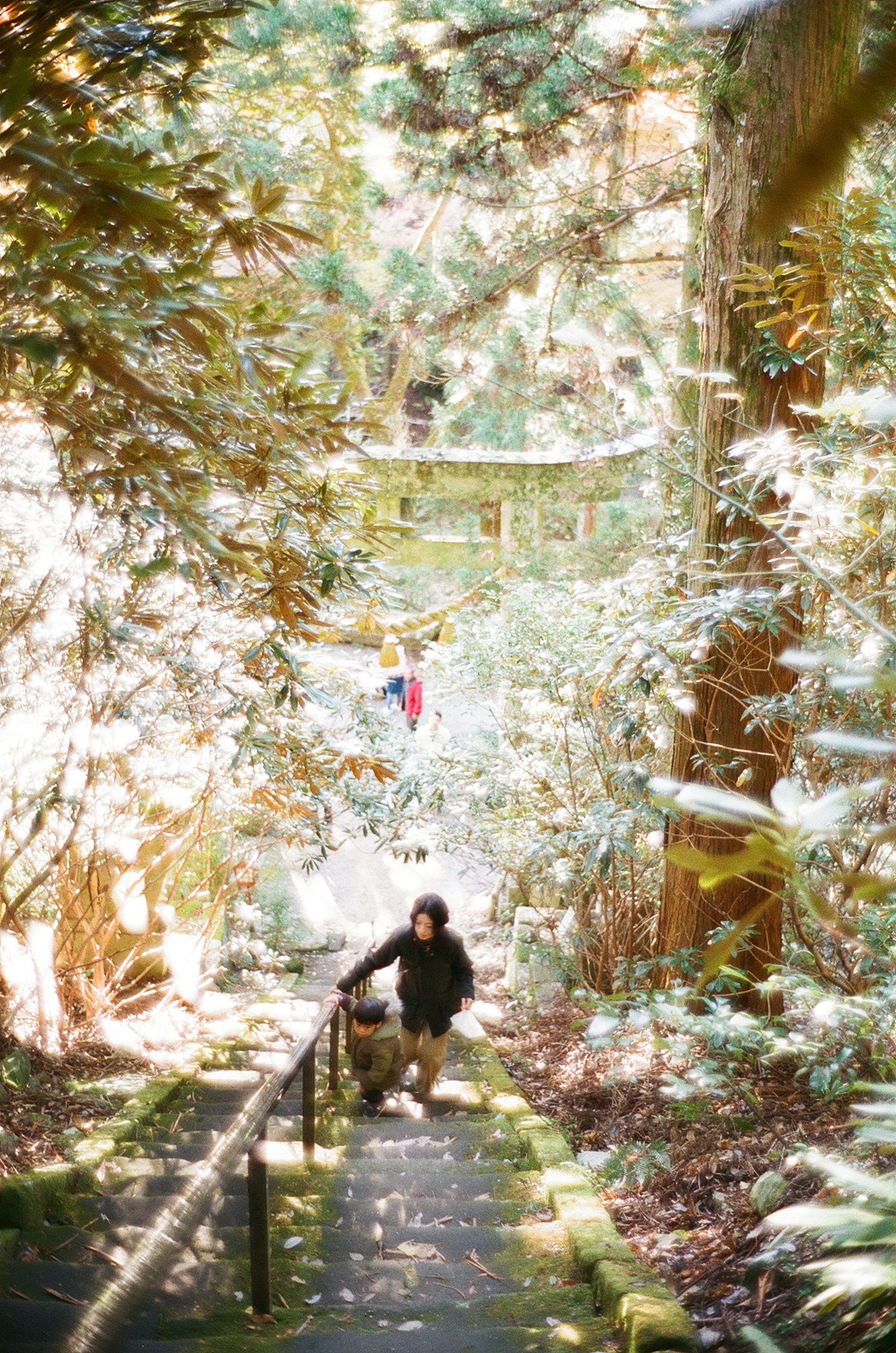 Personas subiendo escaleras en un bosque rodeado de vegetación y luz suave