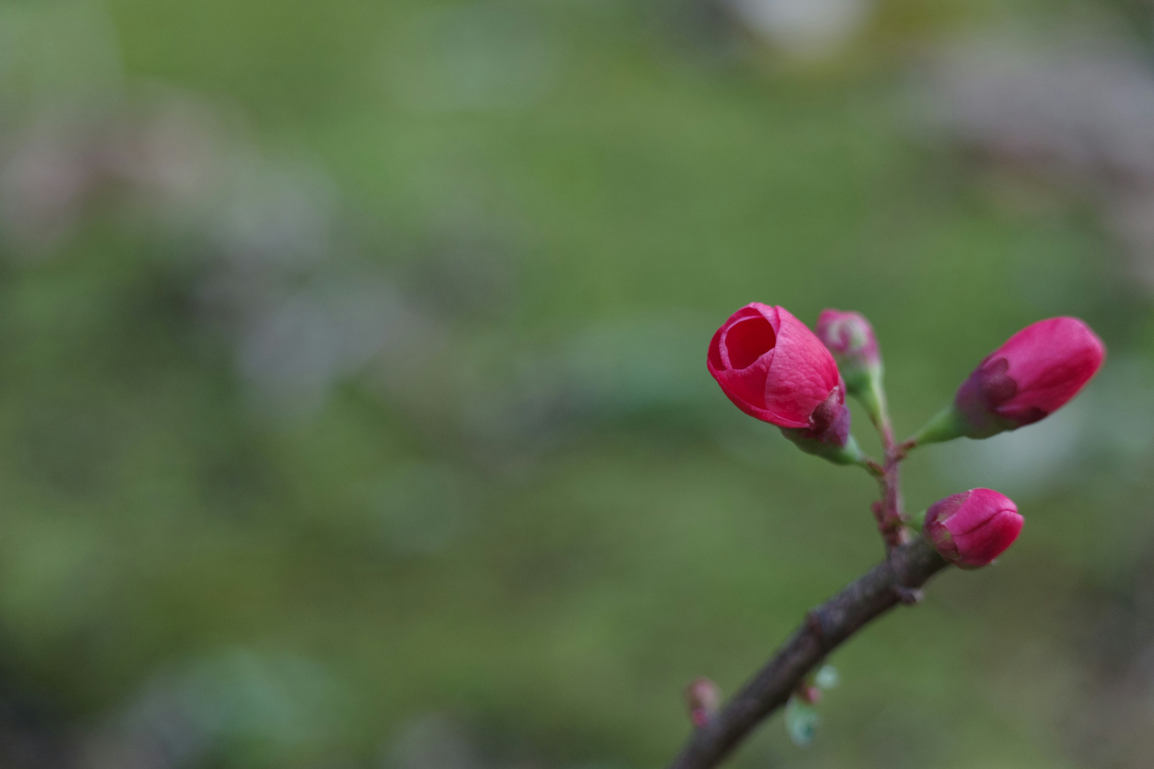 Close-up of red flower buds on a branch with a blurred green background