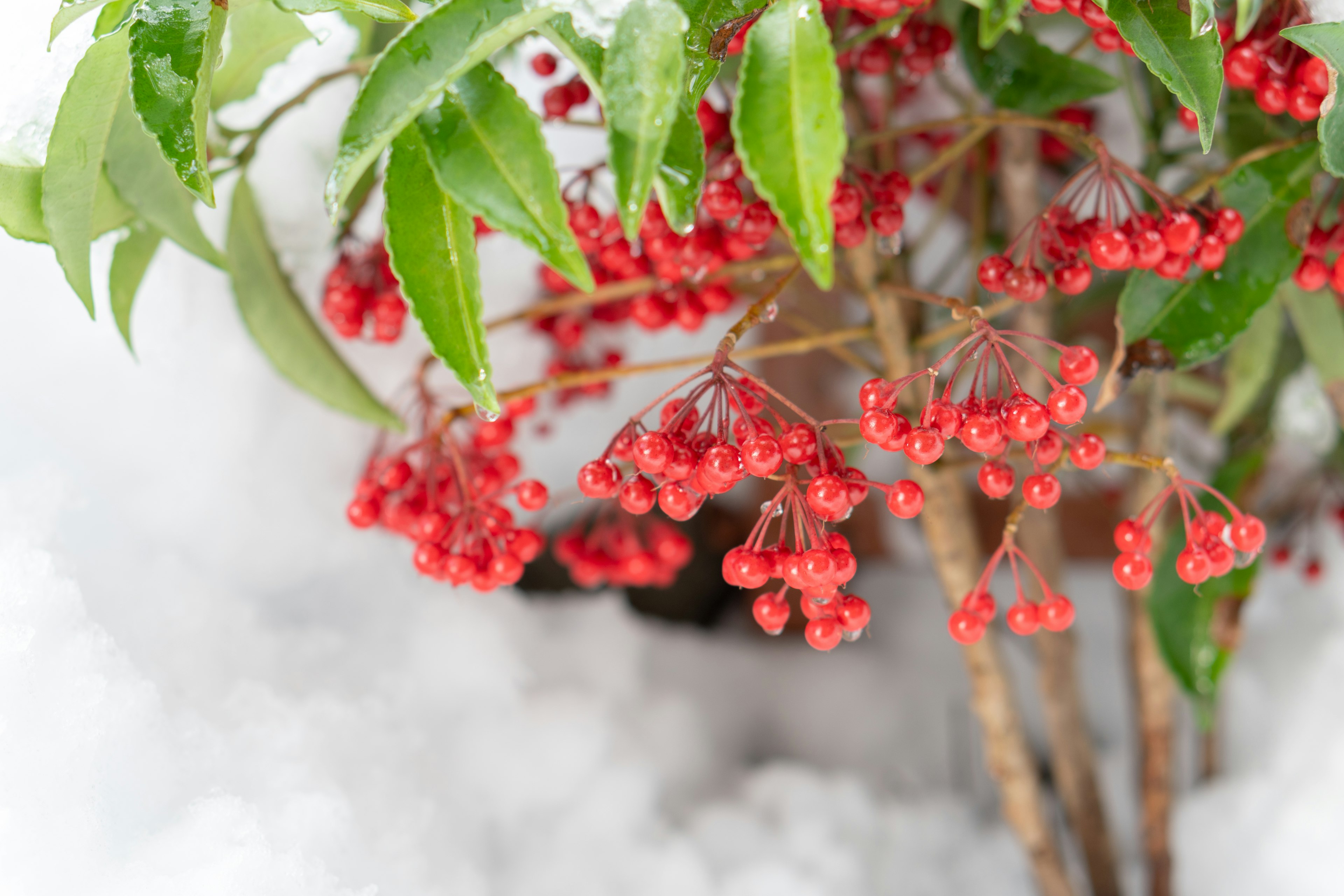 Une plante avec des baies rouges et des feuilles vertes visible dans la neige