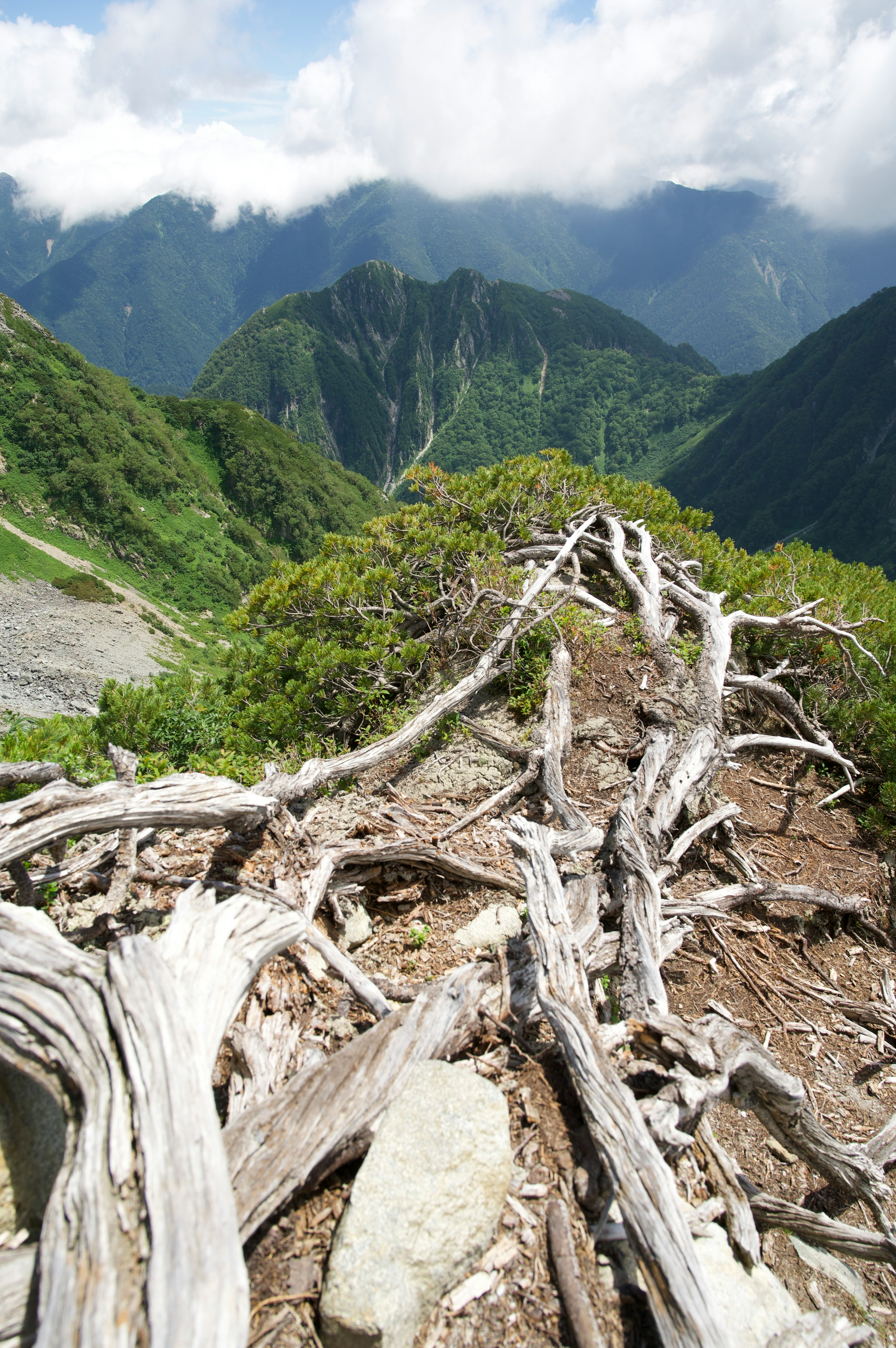 山の中に広がる緑の風景と枯れた木の根元