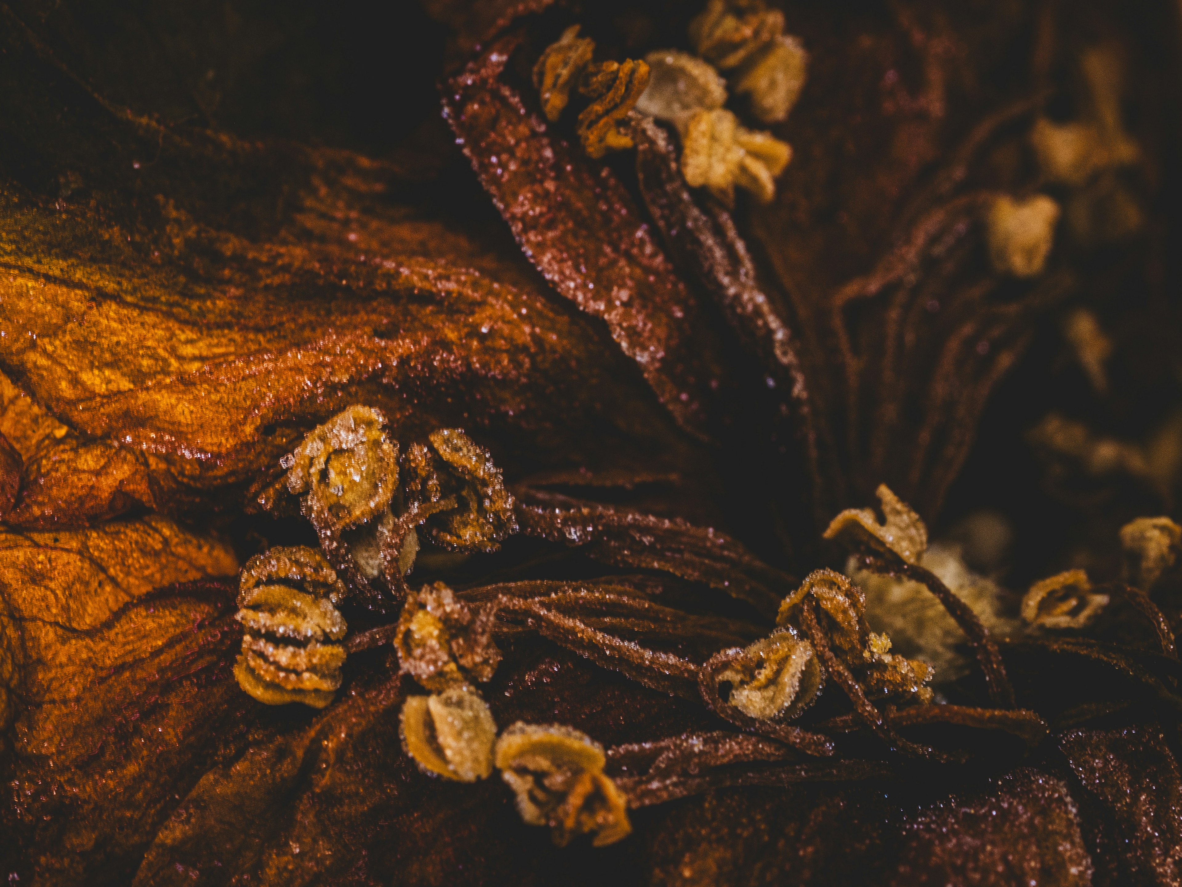 Close-up photo of dried flowers showcasing brown and orange hues