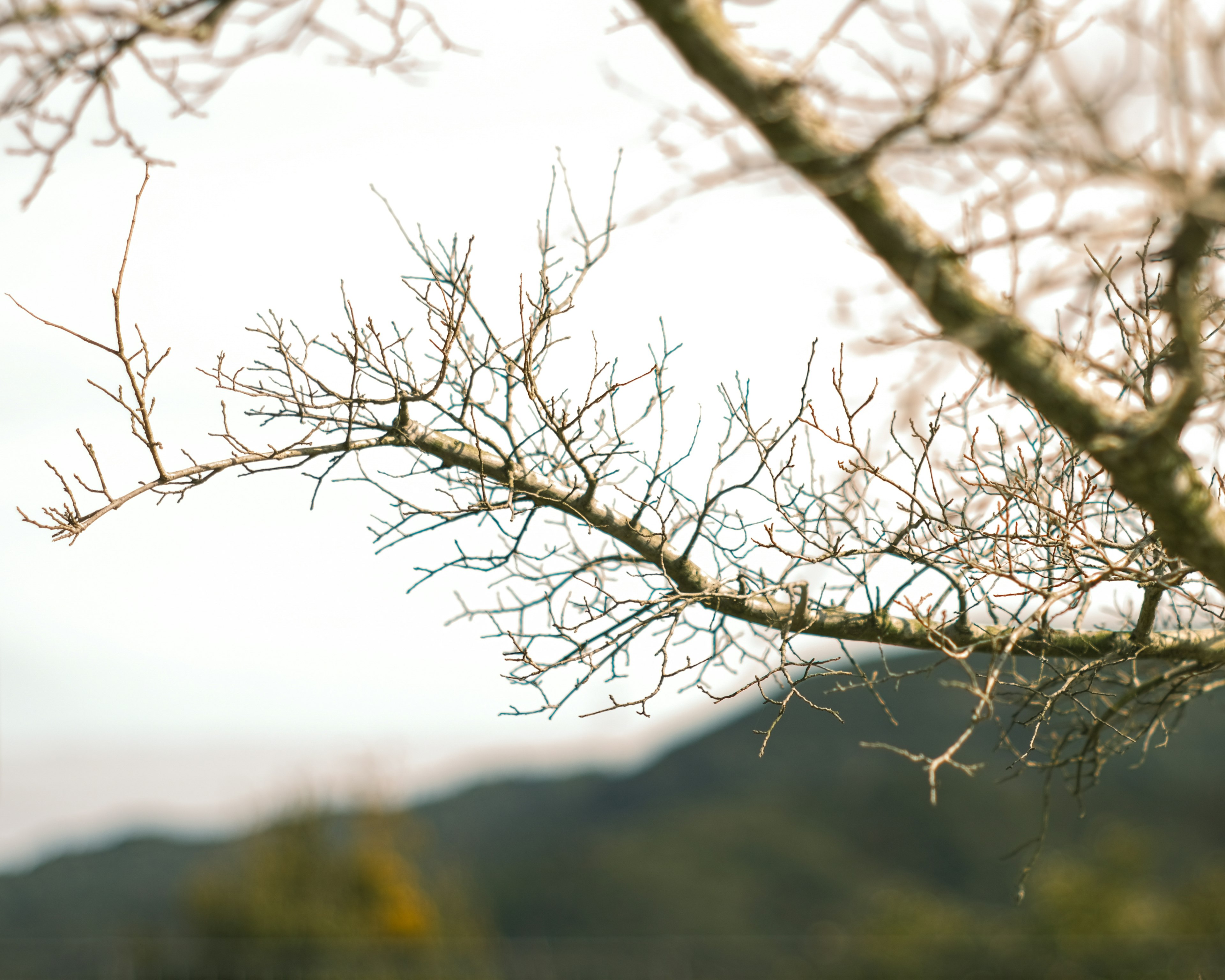 Ramas de árbol con un paisaje montañoso borroso de fondo