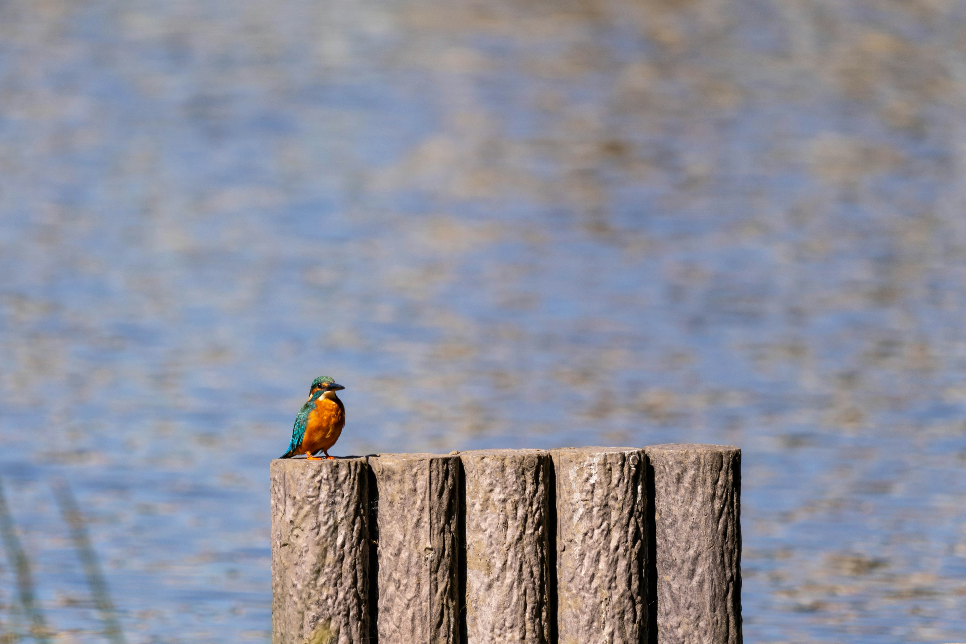 Colorful bird perched on wooden post near water surface