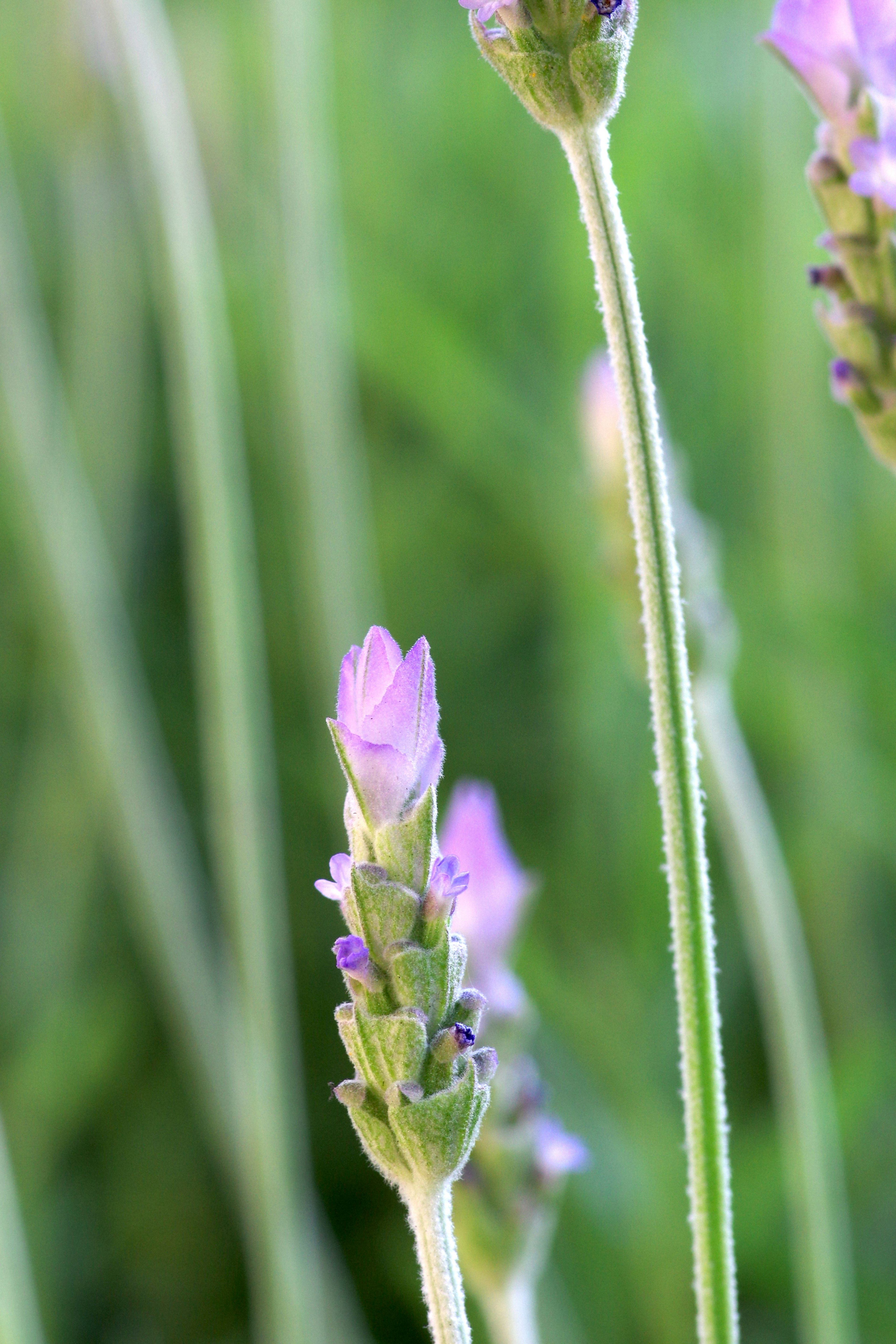 Lavendelblüten in hellviolett blühen vor einem grünen Hintergrund