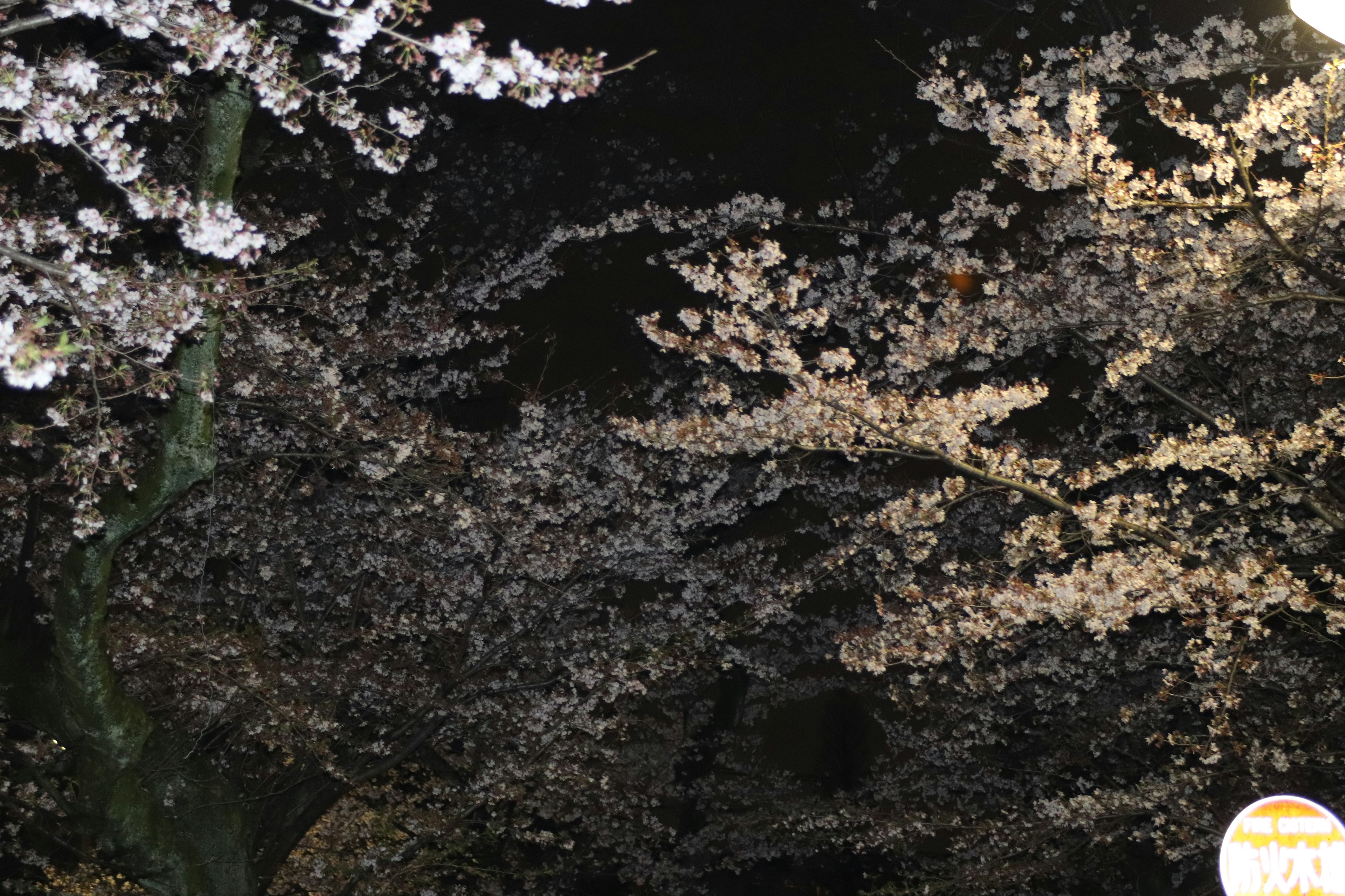 夜空に広がる桜の花びらと枝の美しい景色