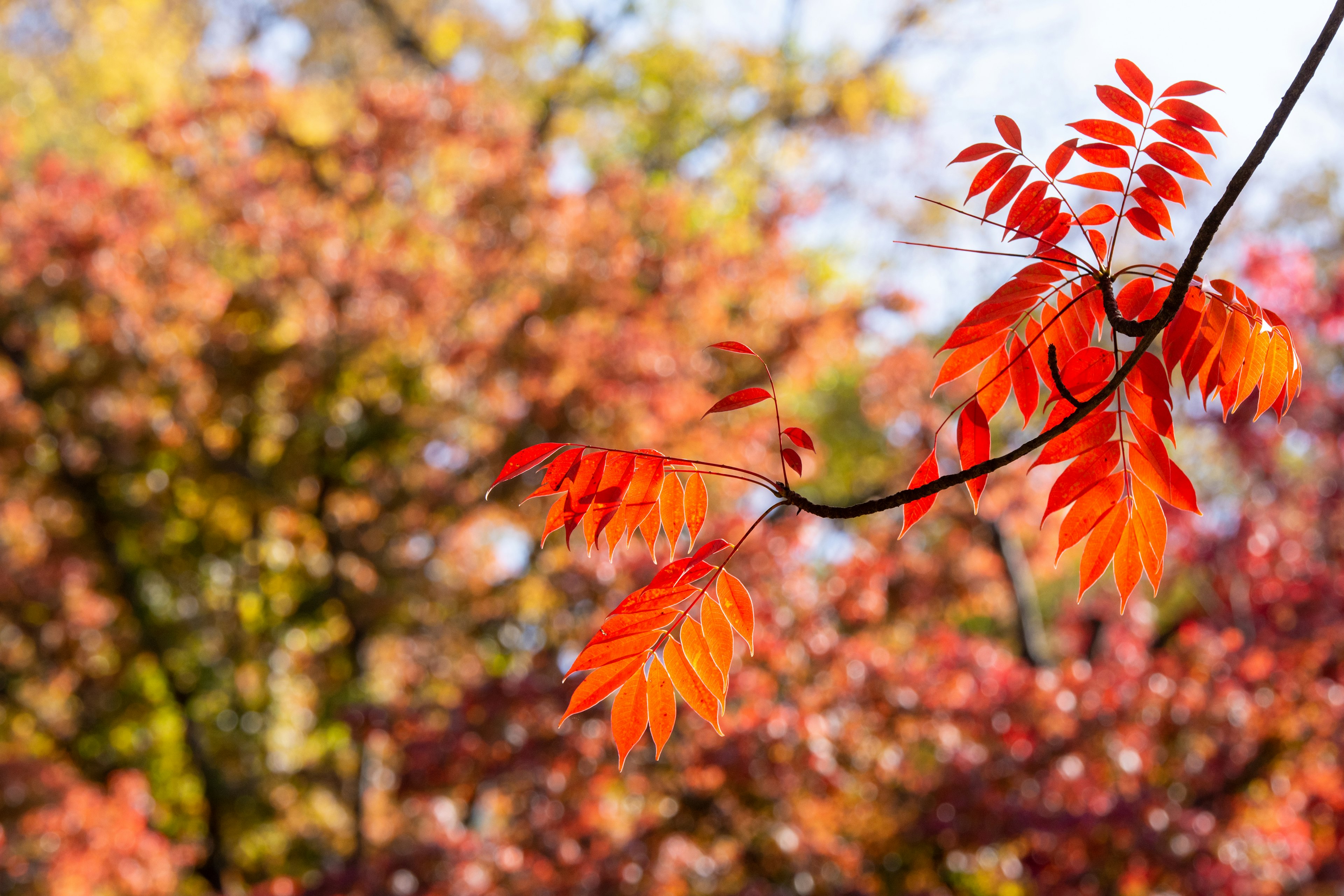 Foglie rosse vivaci su un ramo in un paesaggio autunnale