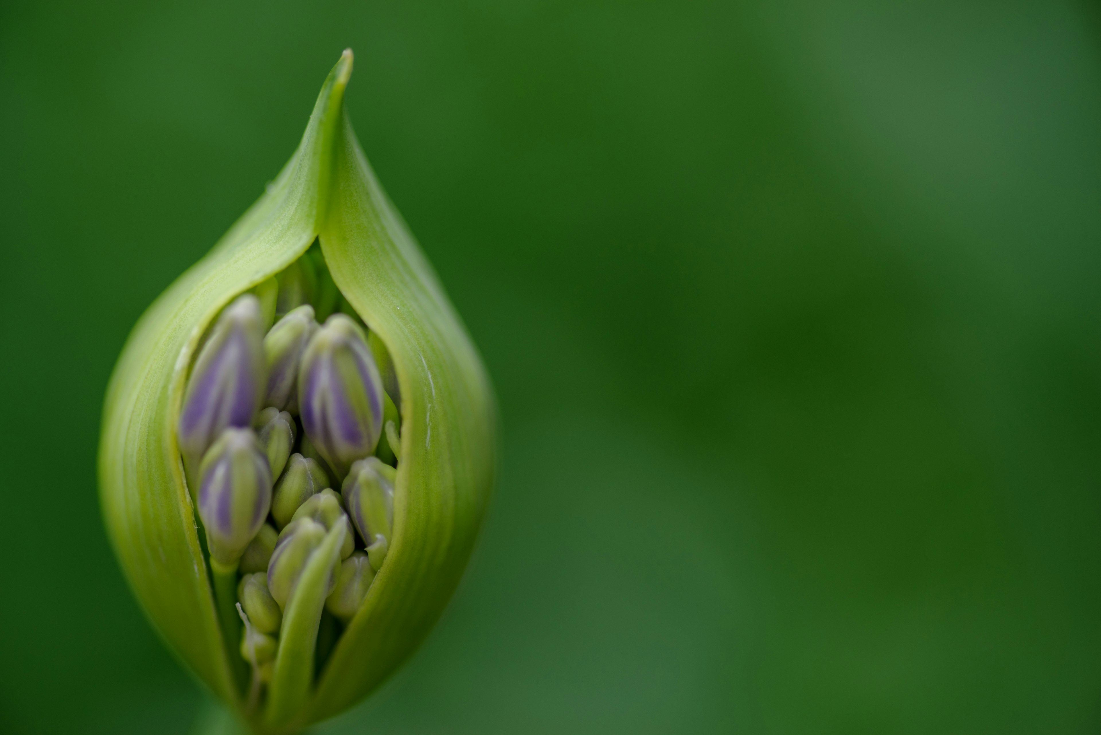 Un gros plan d'un bouton vert avec des fleurs violettes visibles à l'intérieur sur un fond vert