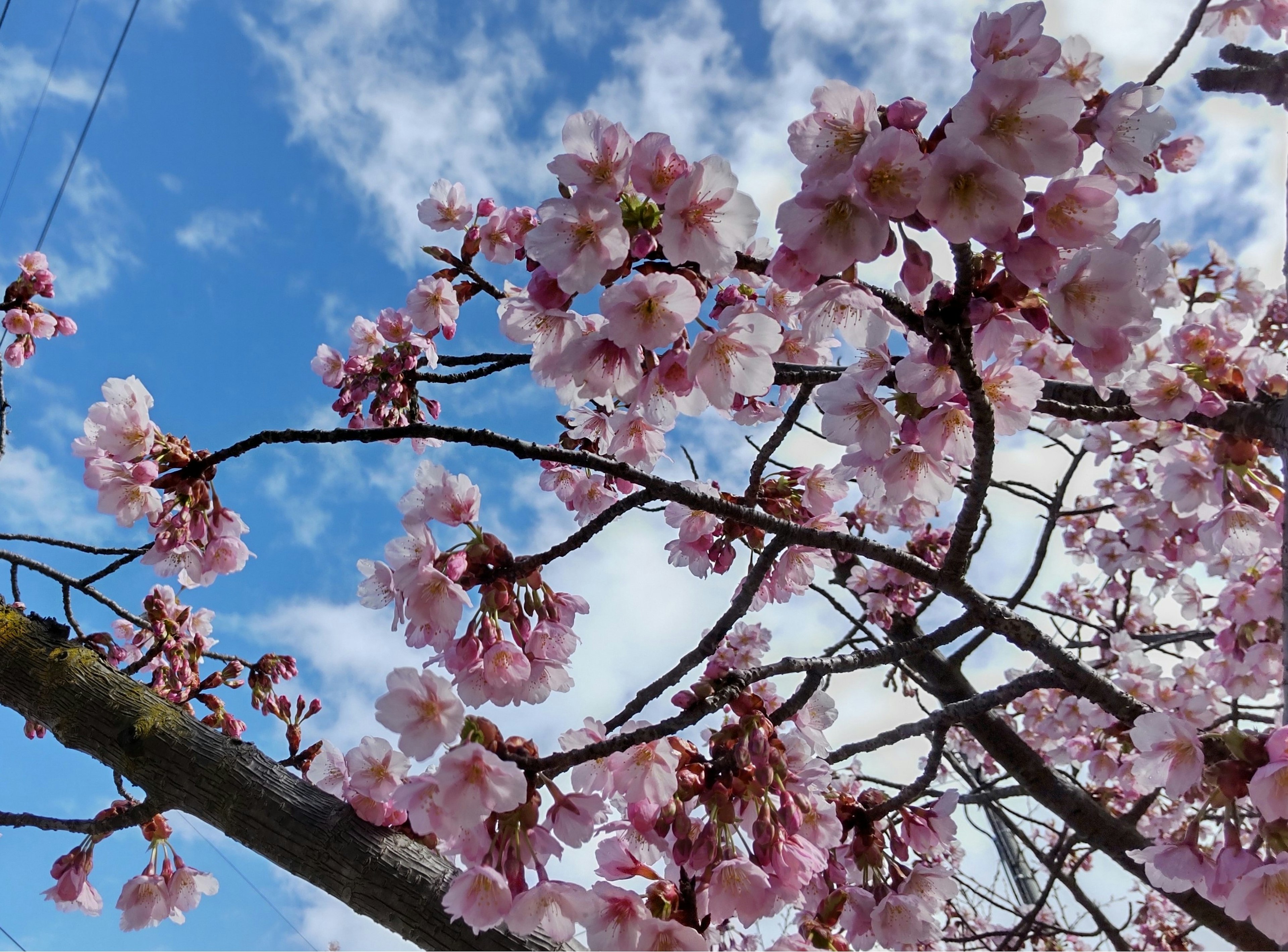 Kirschblüten und Äste vor blauem Himmel