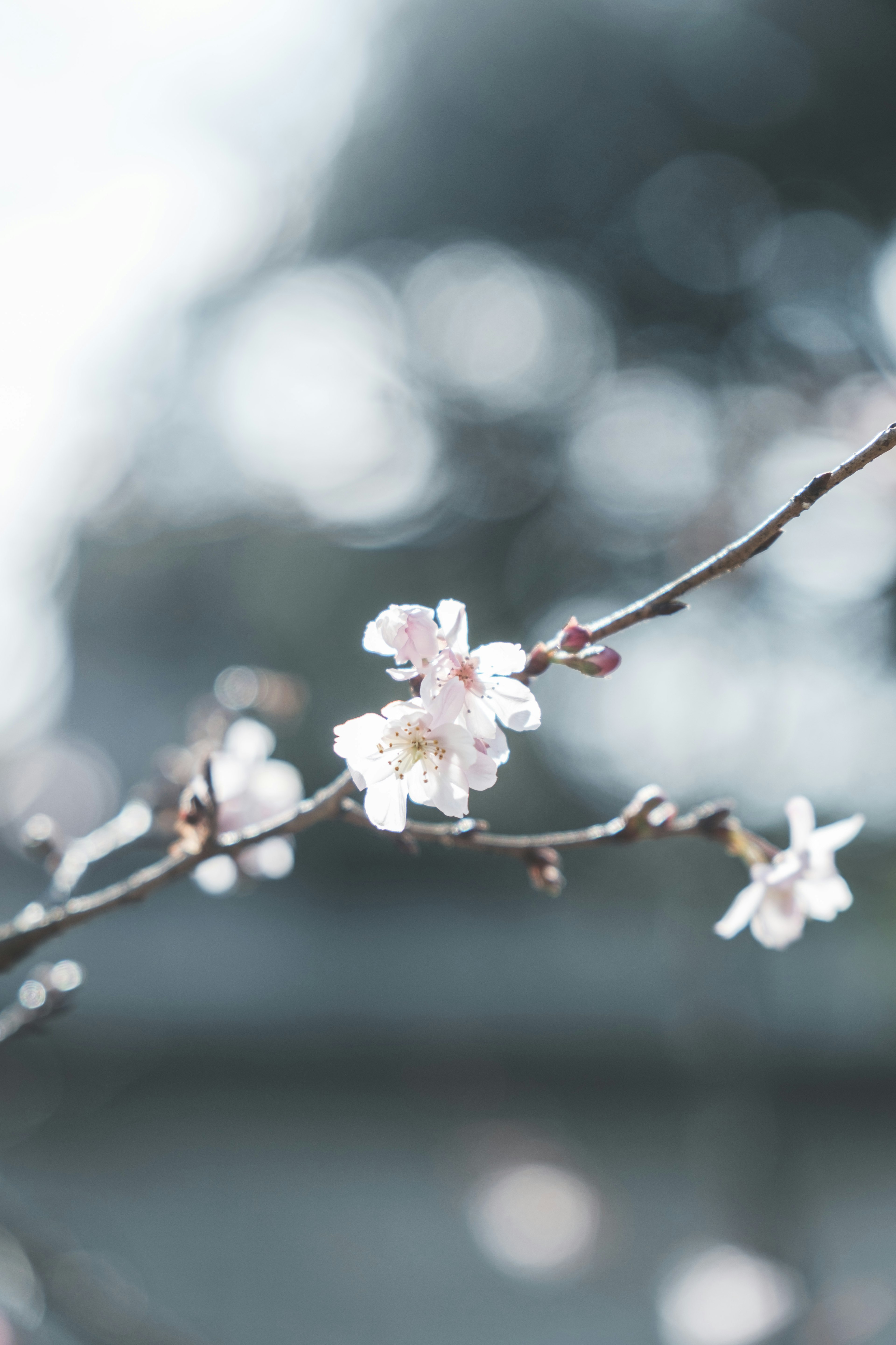 桜の花が咲いている枝のクローズアップ