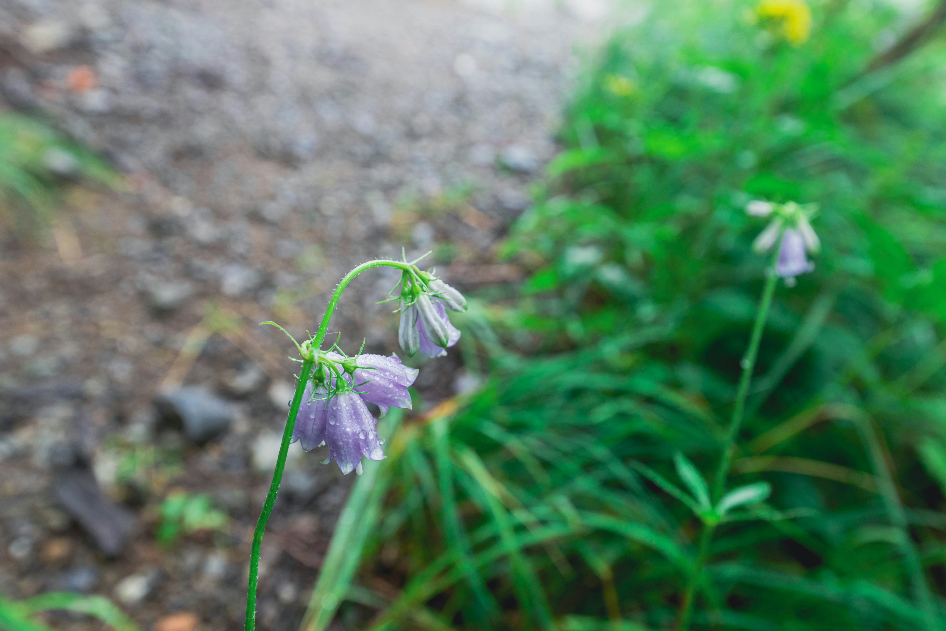 Delicate fiori viola che sbocciano lungo il sentiero con erba verde