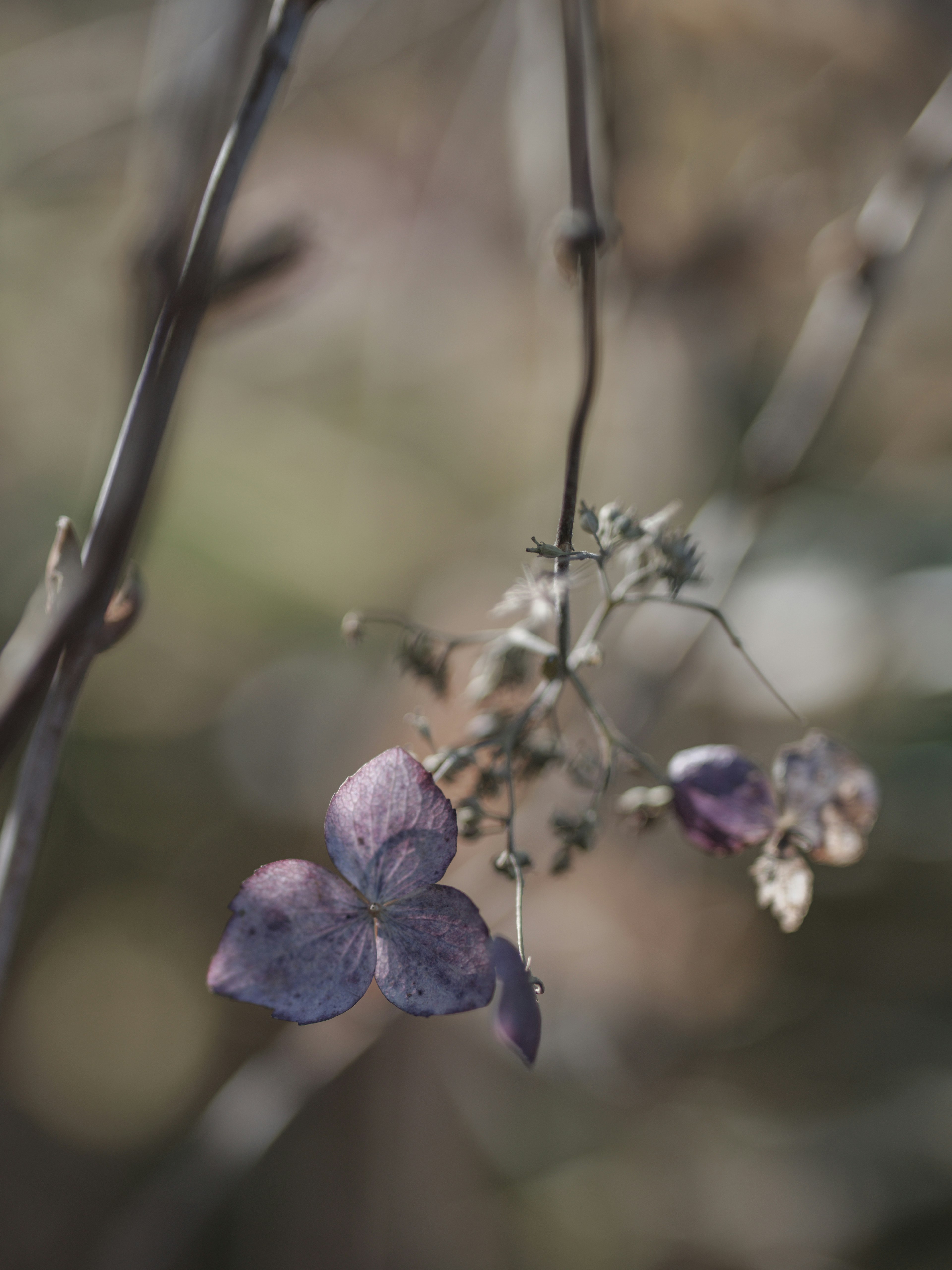 枯れた紫色の花が枝にぶら下がっている