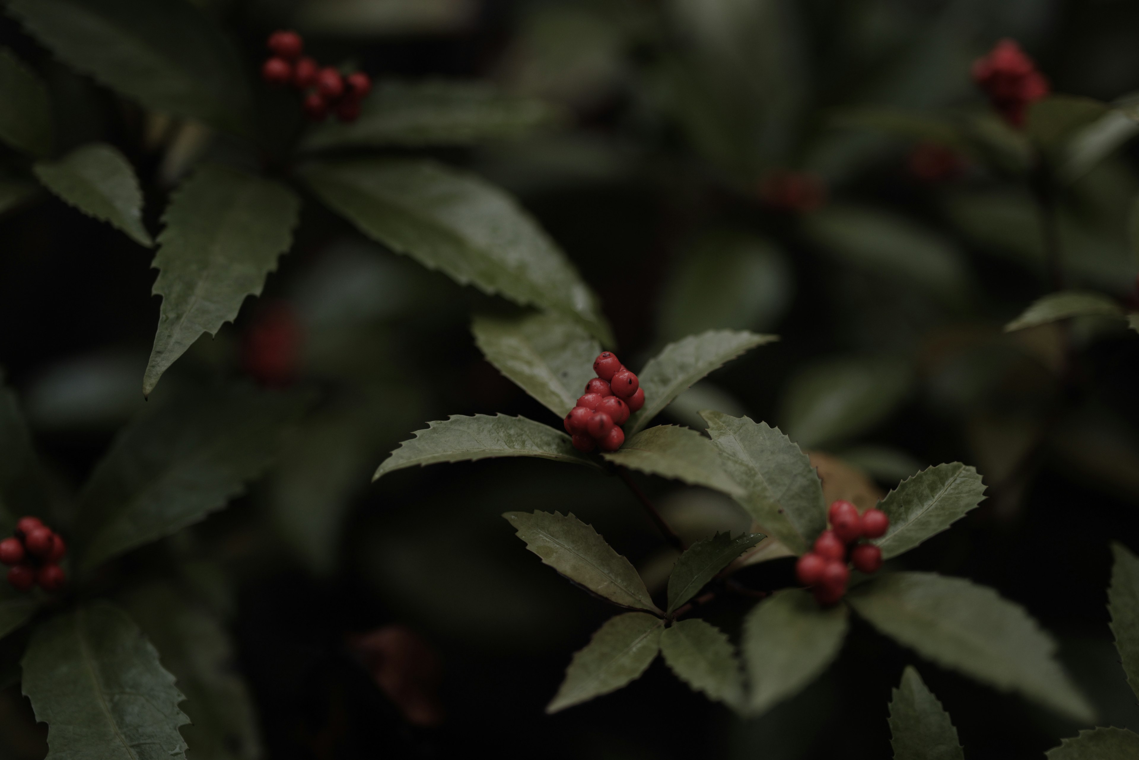 Nahaufnahme einer Pflanze mit roten Beeren und grünen Blättern